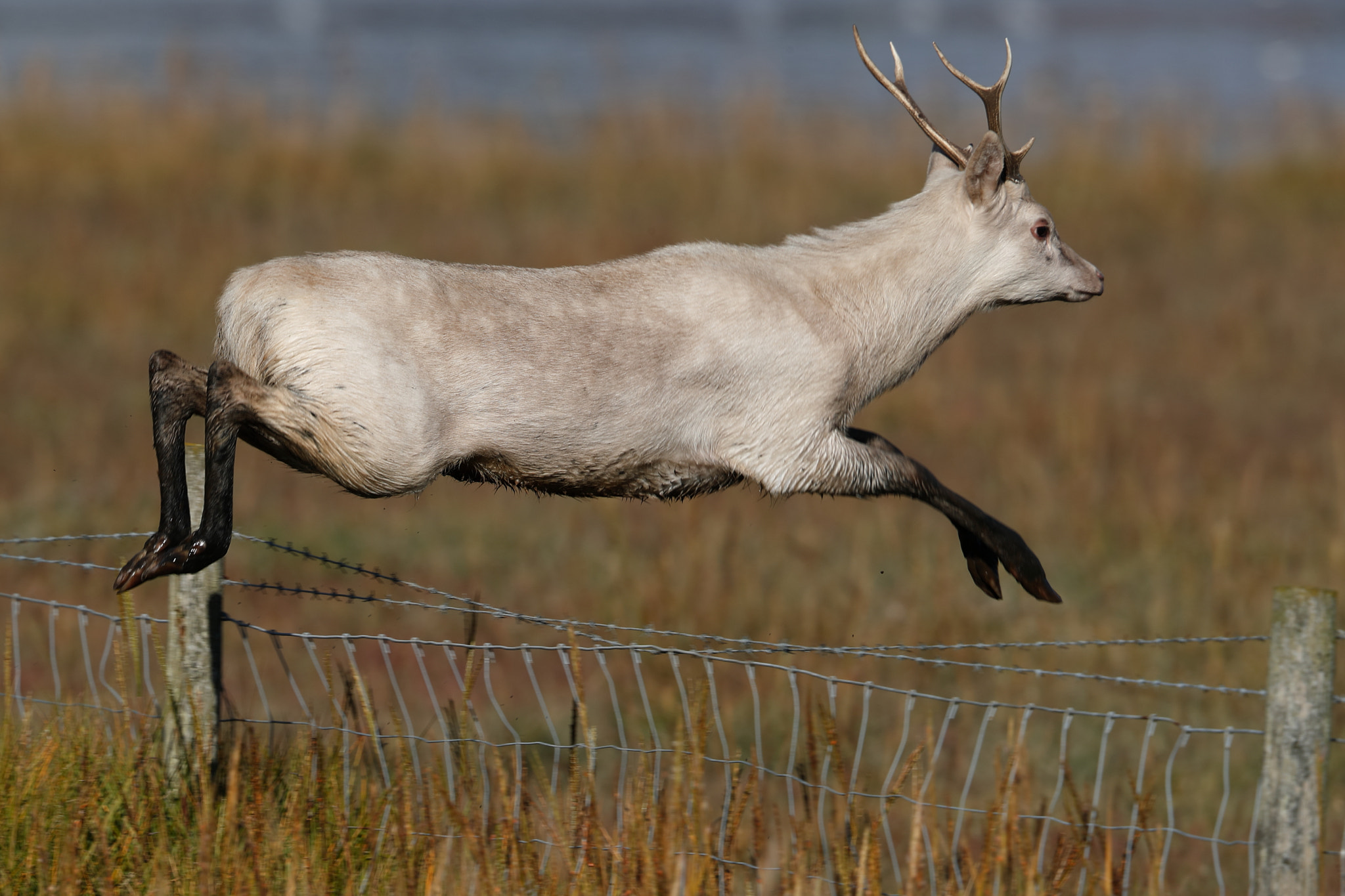 Canon EF 500mm F4L IS II USM sample photo. Sika leap photography