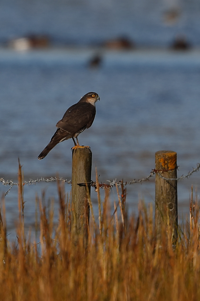 Canon EF 500mm F4L IS II USM sample photo. Sparrowhawk photography