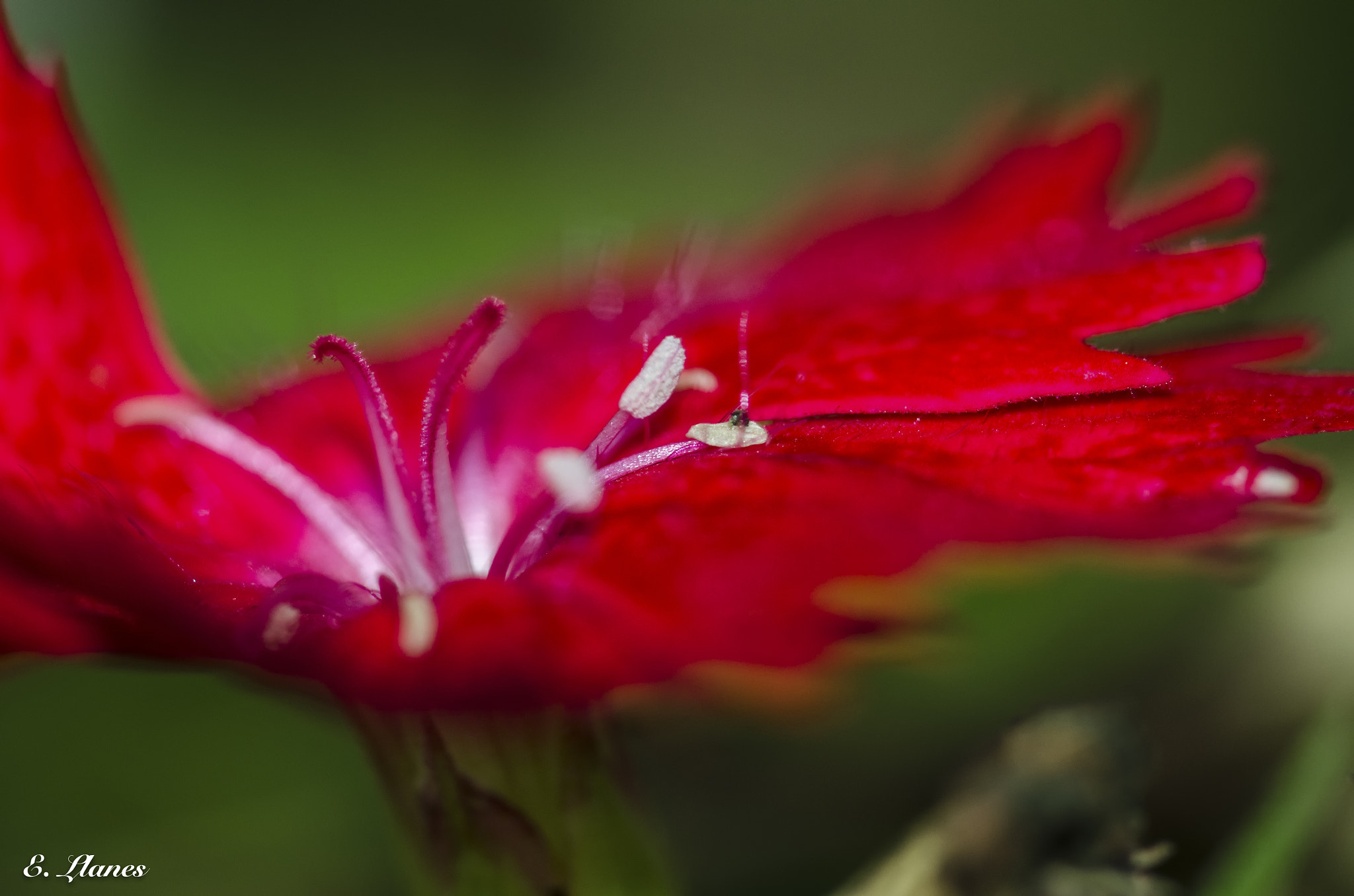 Sigma 150mm F2.8 EX DG Macro HSM sample photo. The flowers photography