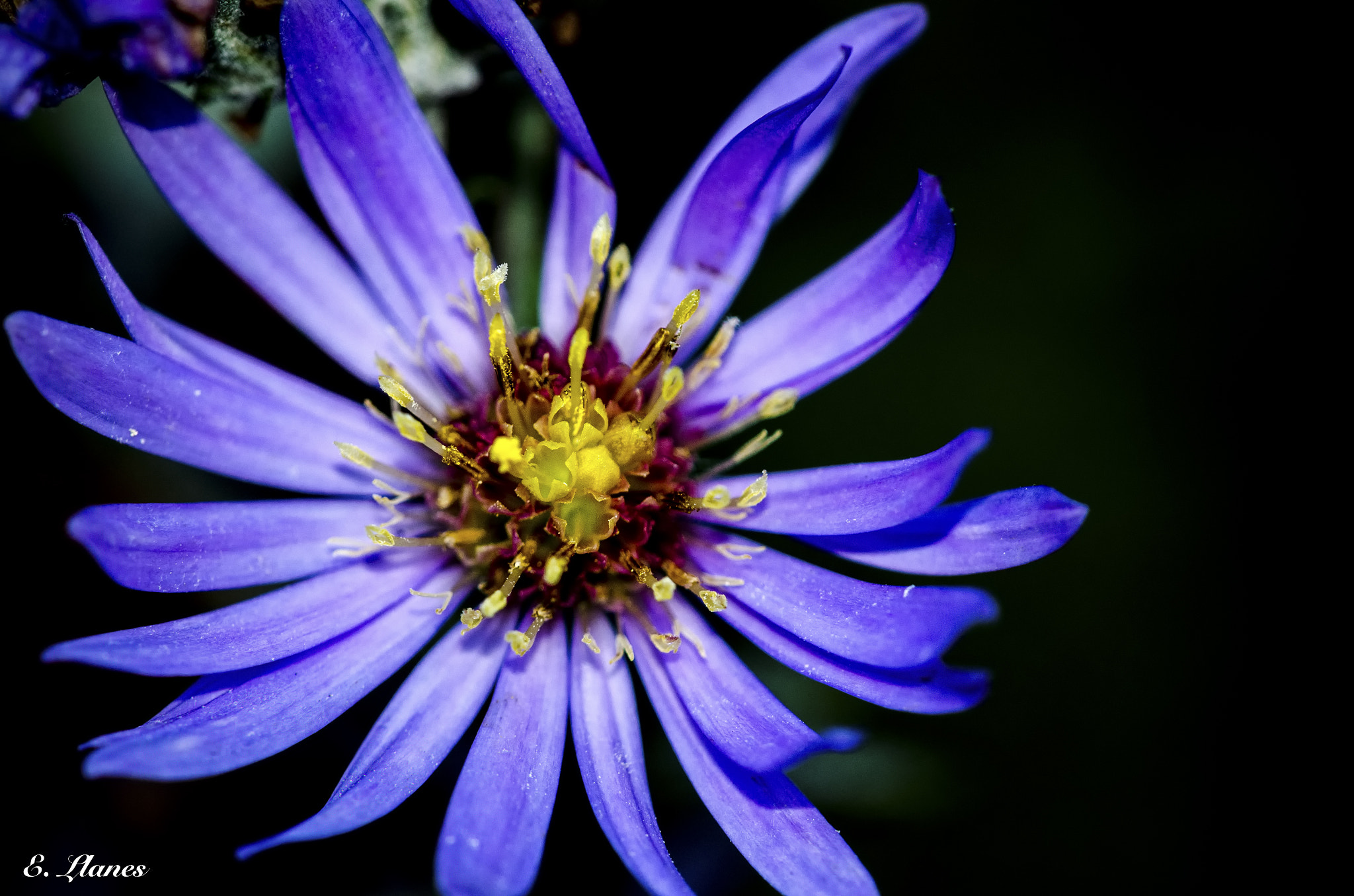 Nikon D7000 + Sigma 150mm F2.8 EX DG Macro HSM sample photo. The flowers photography