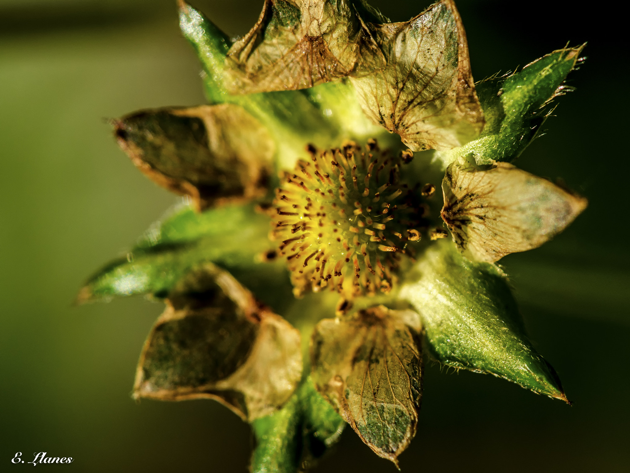 Sigma 150mm F2.8 EX DG Macro HSM sample photo. The flowers photography