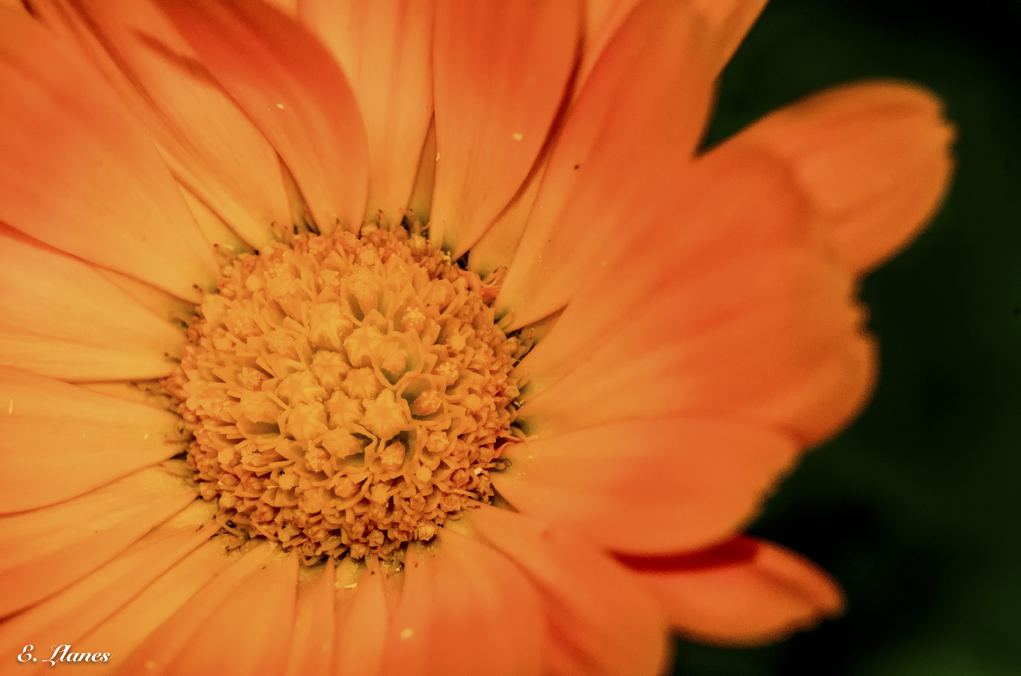 Nikon D7000 sample photo. The flowers photography