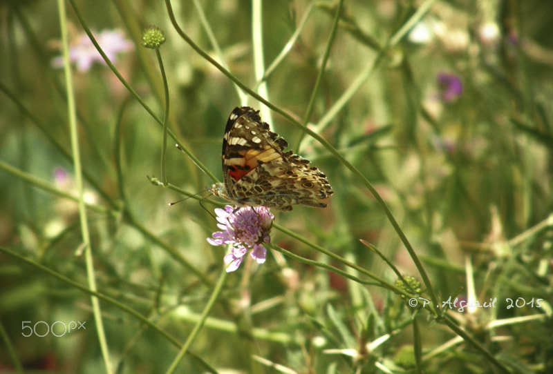 Olympus SP550UZ sample photo. Summer colours photography