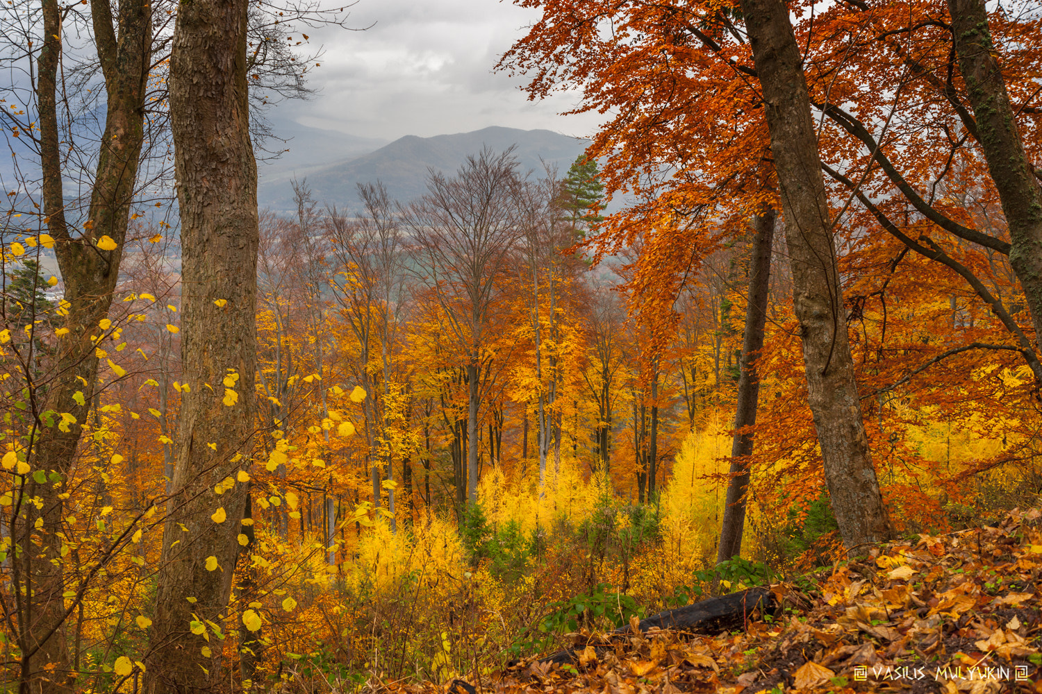 Sony Alpha DSLR-A900 sample photo. Alsace photography