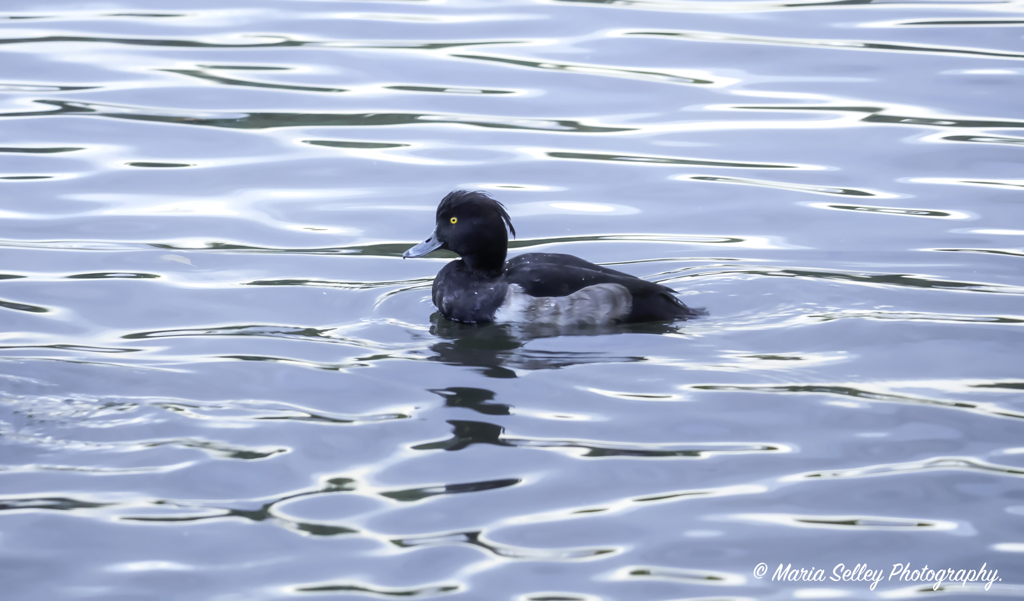 Olympus OM-D E-M5 II + LEICA DG 100-400/F4.0-6.3 sample photo. Tufty duck photography