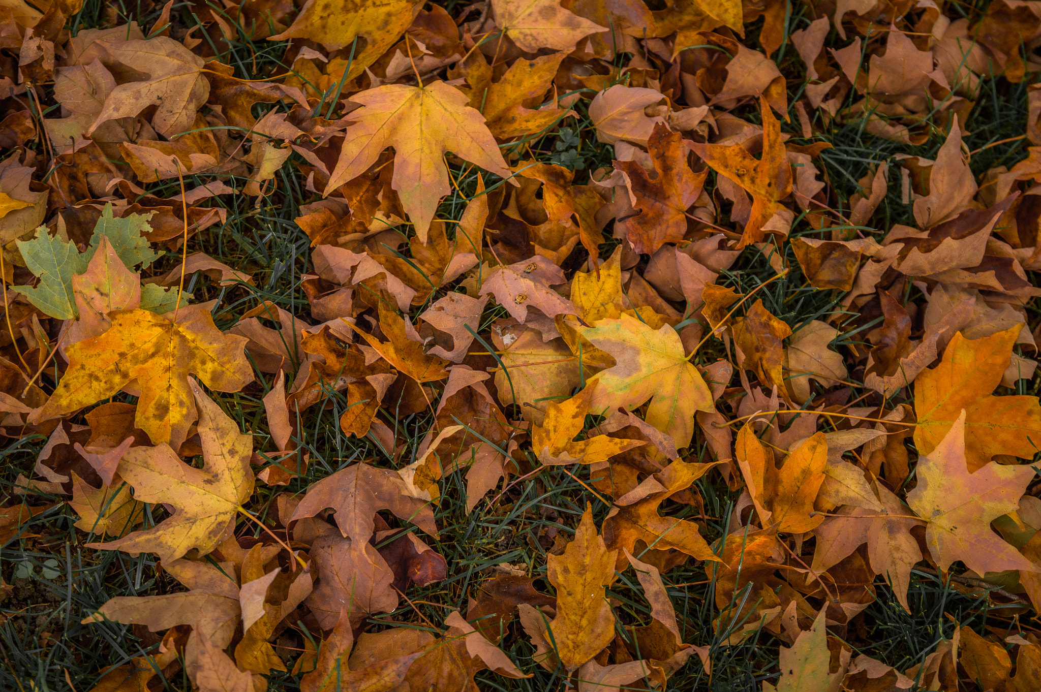 Nikon D3200 + Tamron SP AF 17-50mm F2.8 XR Di II LD Aspherical (IF) sample photo. Maple leaves on the ground photography