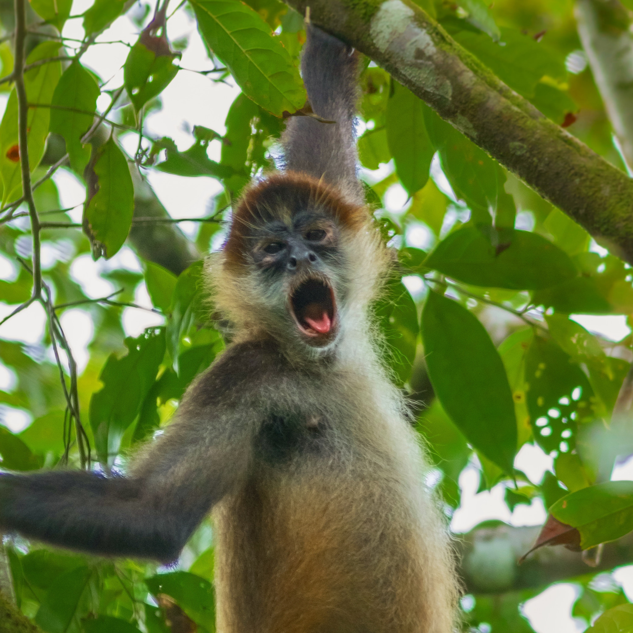 Canon EOS 7D Mark II + Canon EF 300mm F4L IS USM sample photo. Spider monkey photography