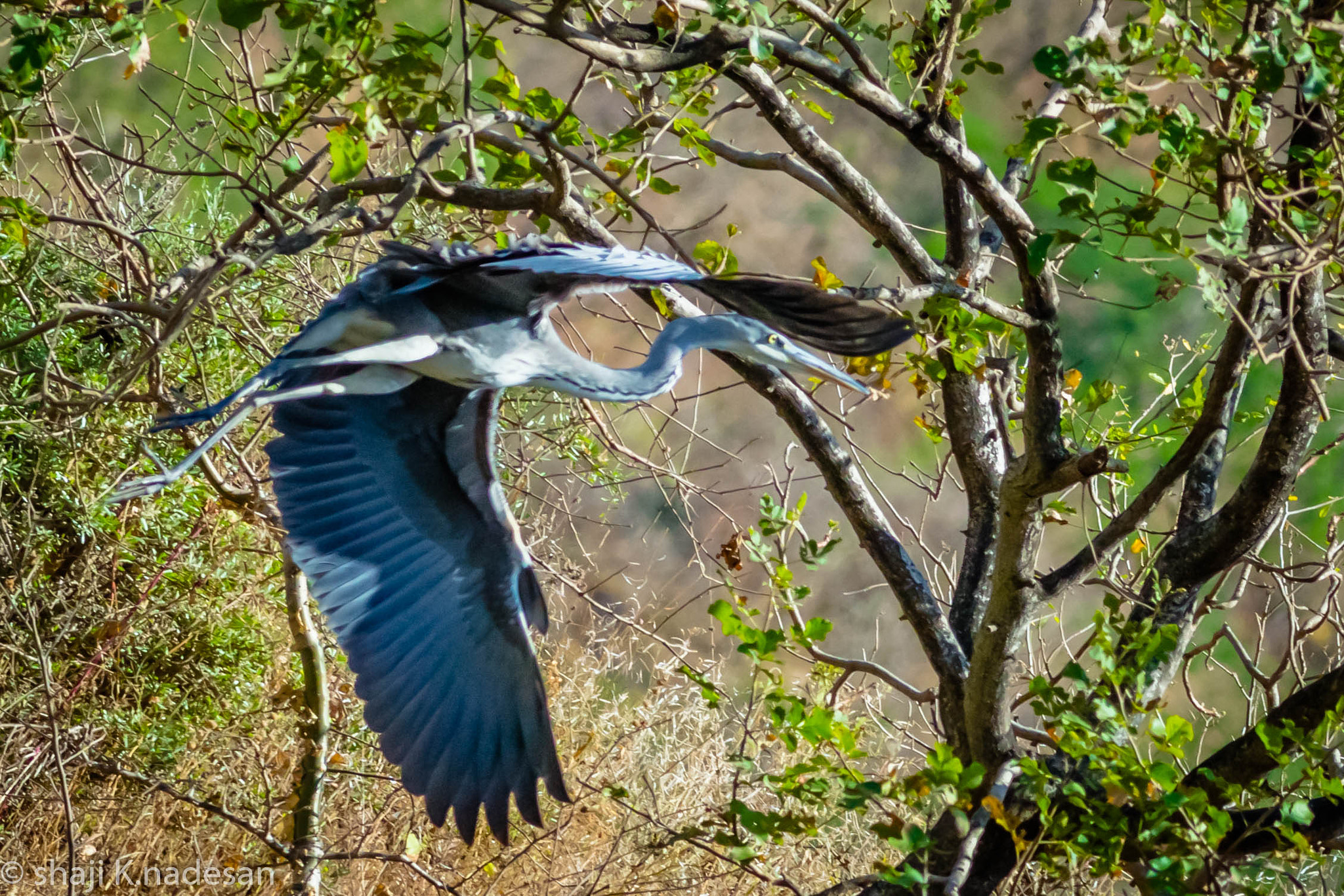 Canon EOS 700D (EOS Rebel T5i / EOS Kiss X7i) + Canon EF 300mm F4L IS USM sample photo. Western reef heron photography