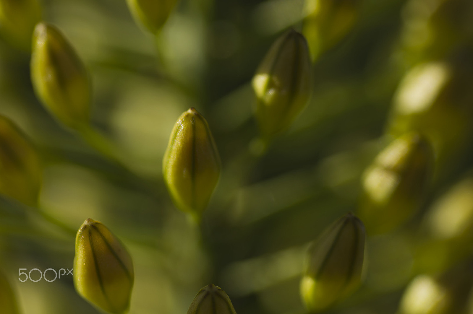 Sony SLT-A55 (SLT-A55V) sample photo. Gentle buds photography