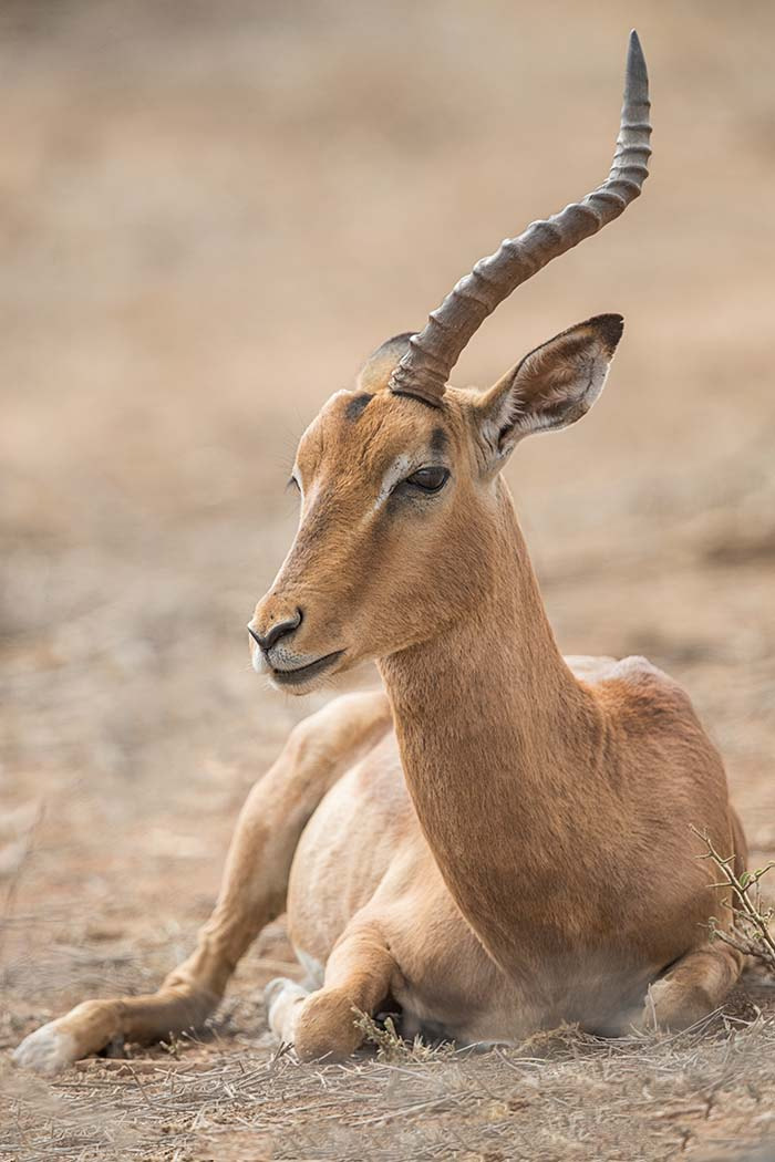 Canon EF 500mm F4L IS II USM sample photo. One horned impala photography