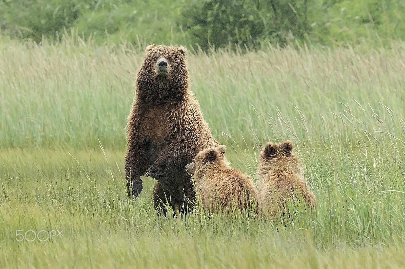 Canon EOS-1D X + Canon EF 500mm F4L IS II USM sample photo. Alaska lake clark mom standing with cubs for nat geo bxu photography