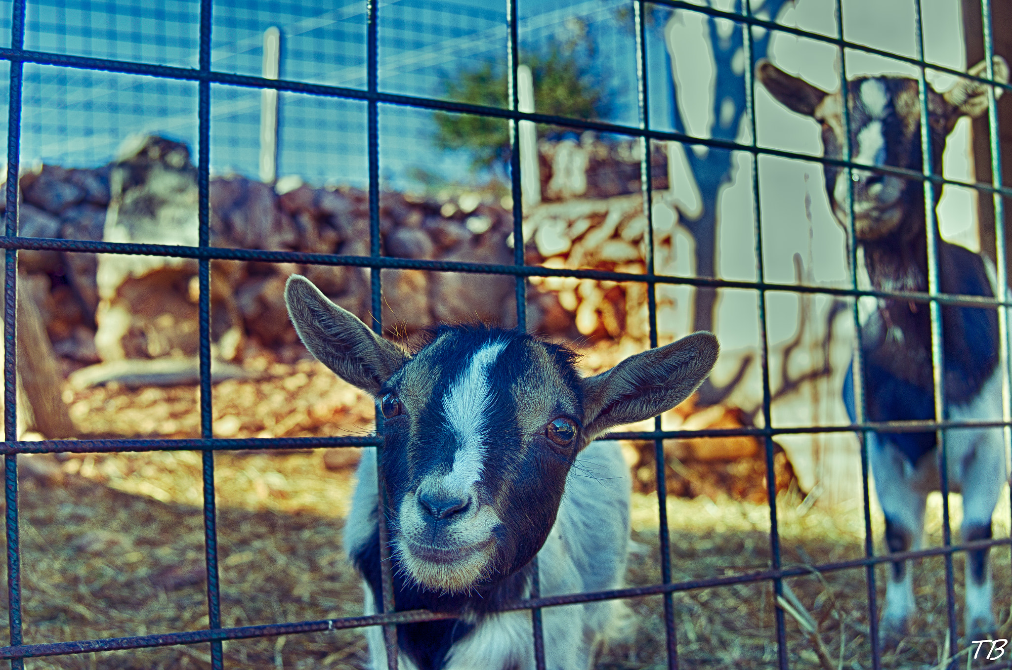 Nikon D7000 + AF Zoom-Nikkor 28-70mm f/3.5-4.5D sample photo. Hello photography