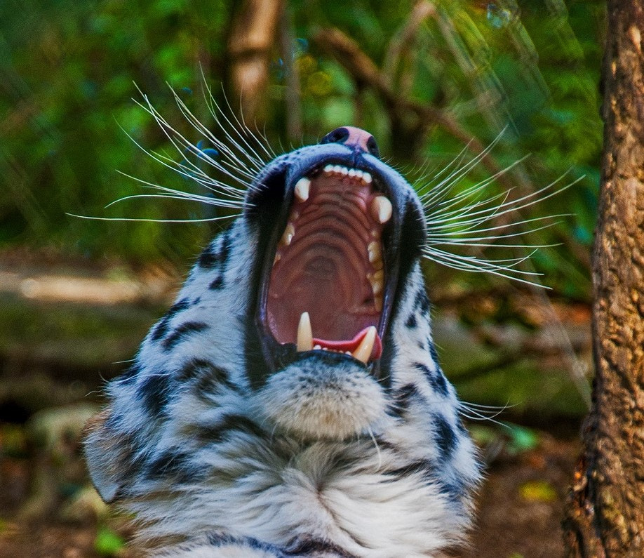 Nikon D3 sample photo. My, what big teeth you have ! photography