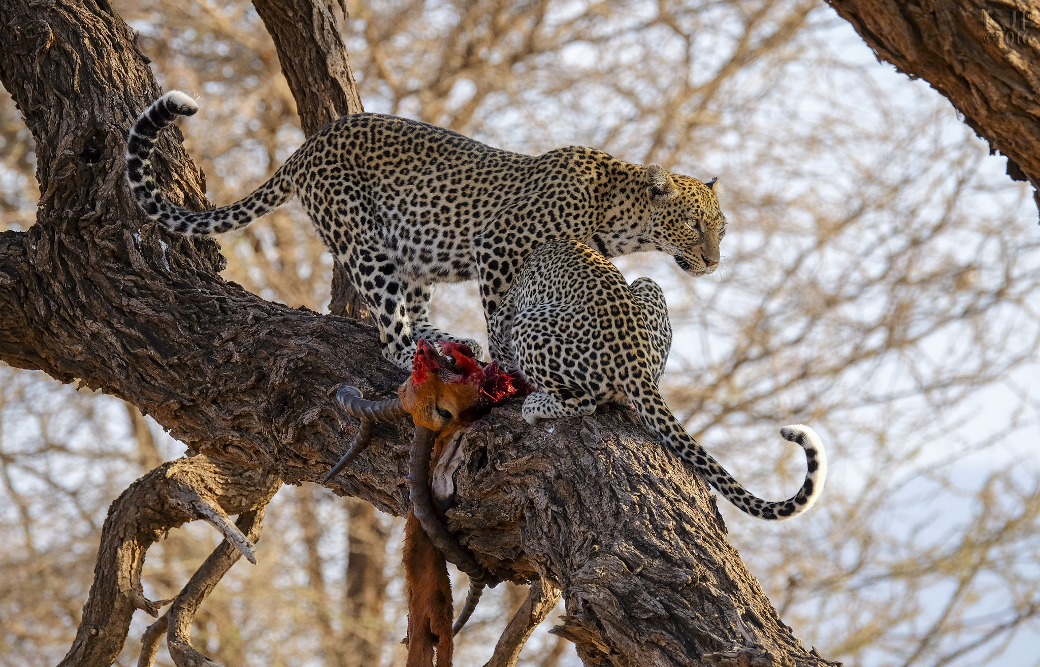 Fujifilm X-E2 + Fujifilm XF 100-400mm F4.5-5.6 R LM OIS WR sample photo. Leopards photography