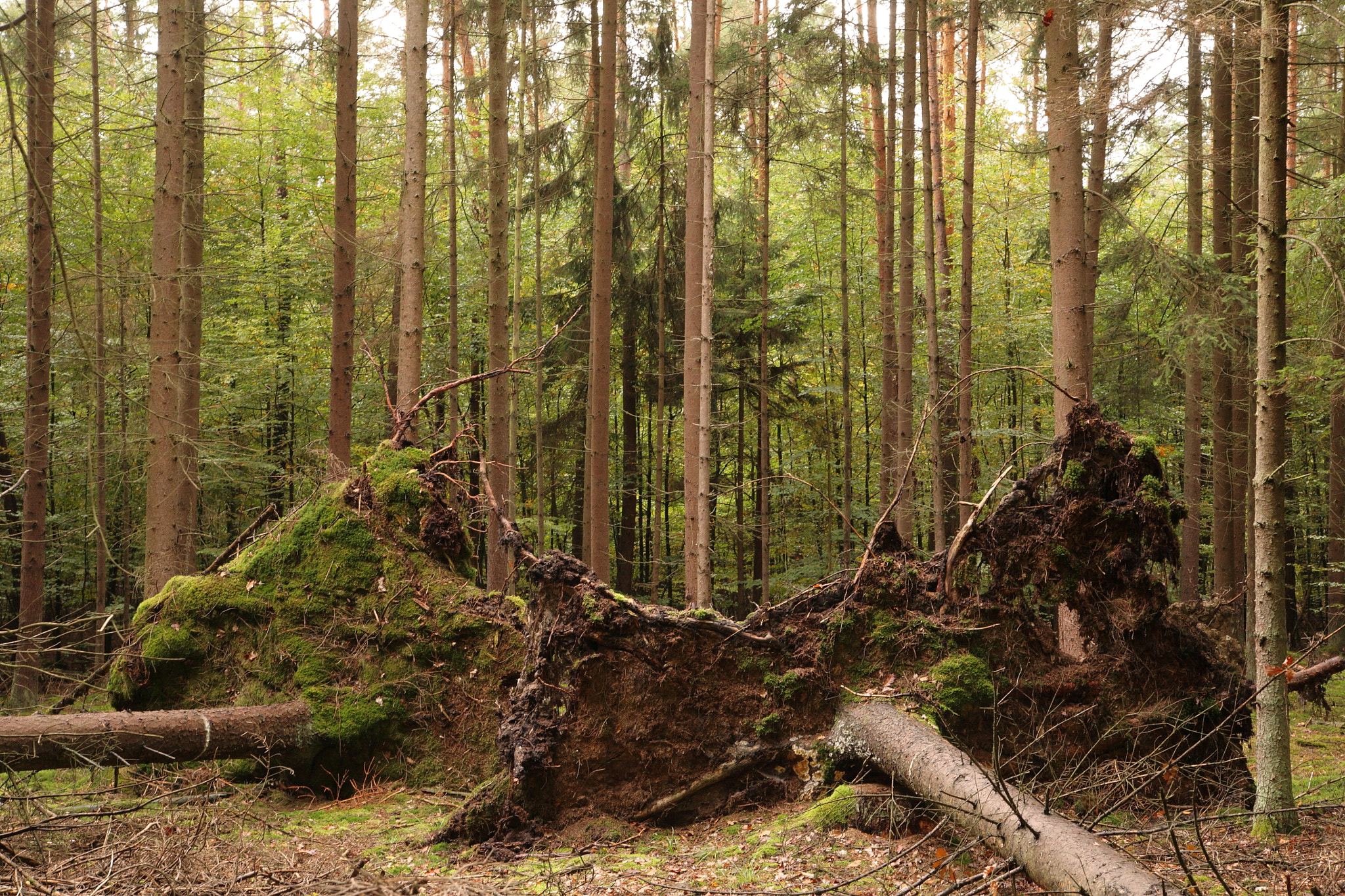 Canon EOS 5D sample photo. Windfall photography