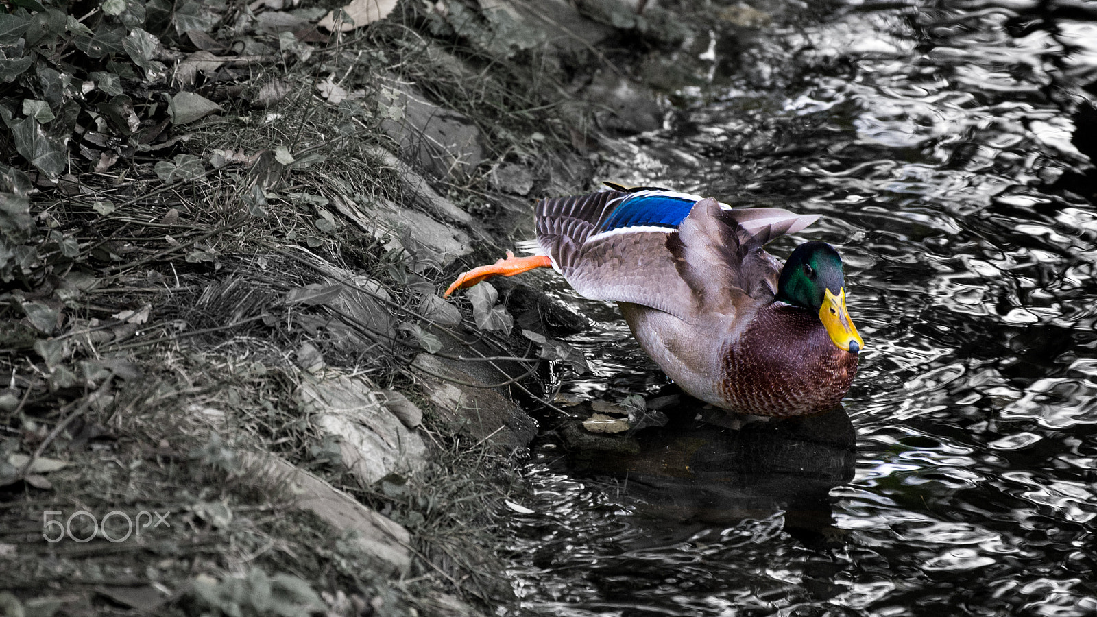 Nikon Df sample photo. Duck on lake photography