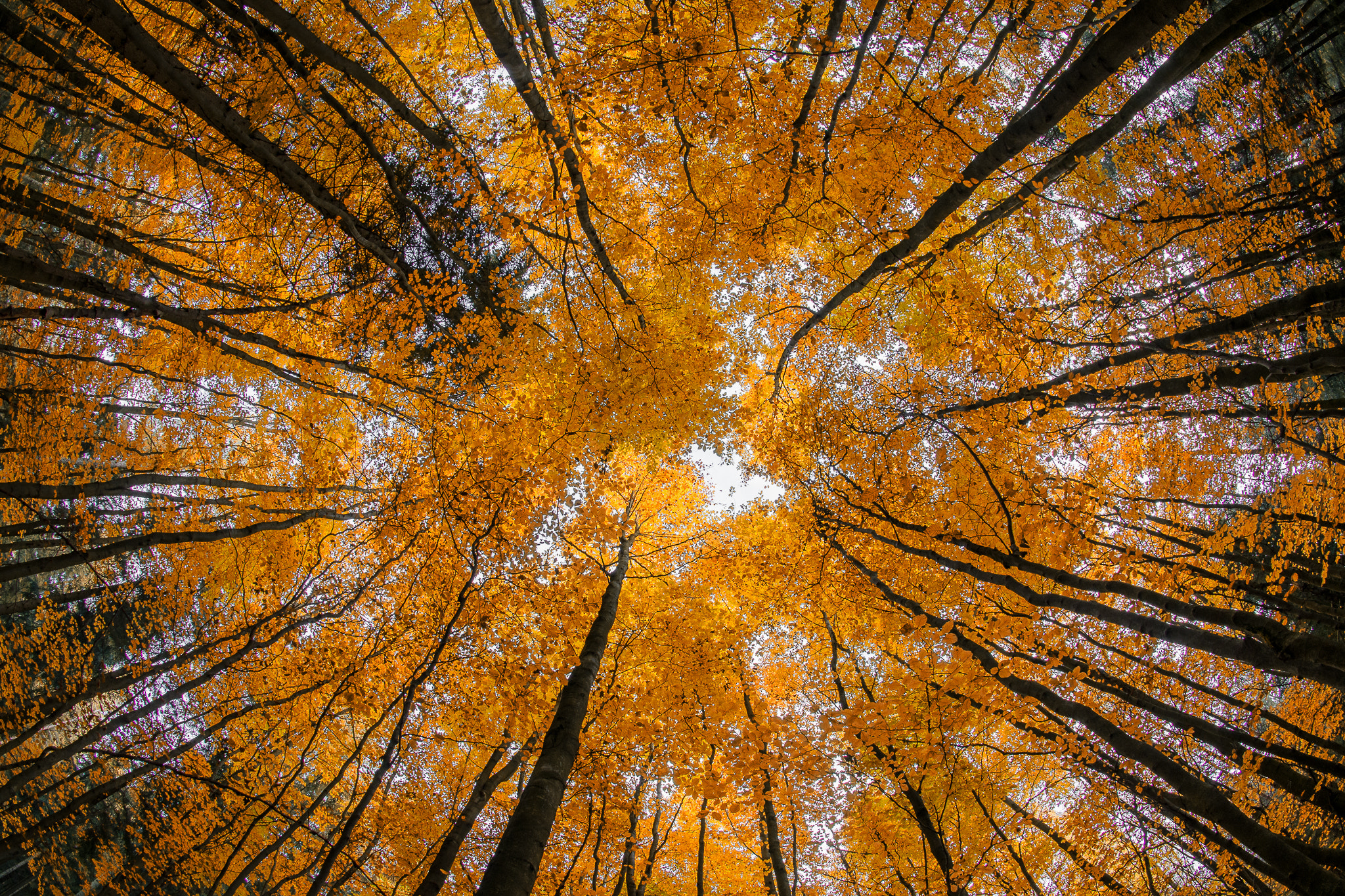 Nikon D7000 + Sigma 10mm F2.8 EX DC HSM Diagonal Fisheye sample photo. Look up photography