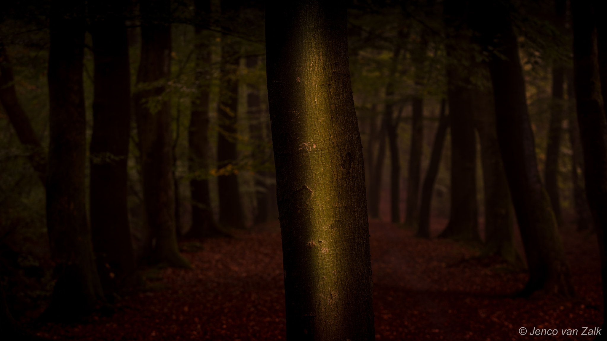 Nikon D800E sample photo. Tree in the middle photography
