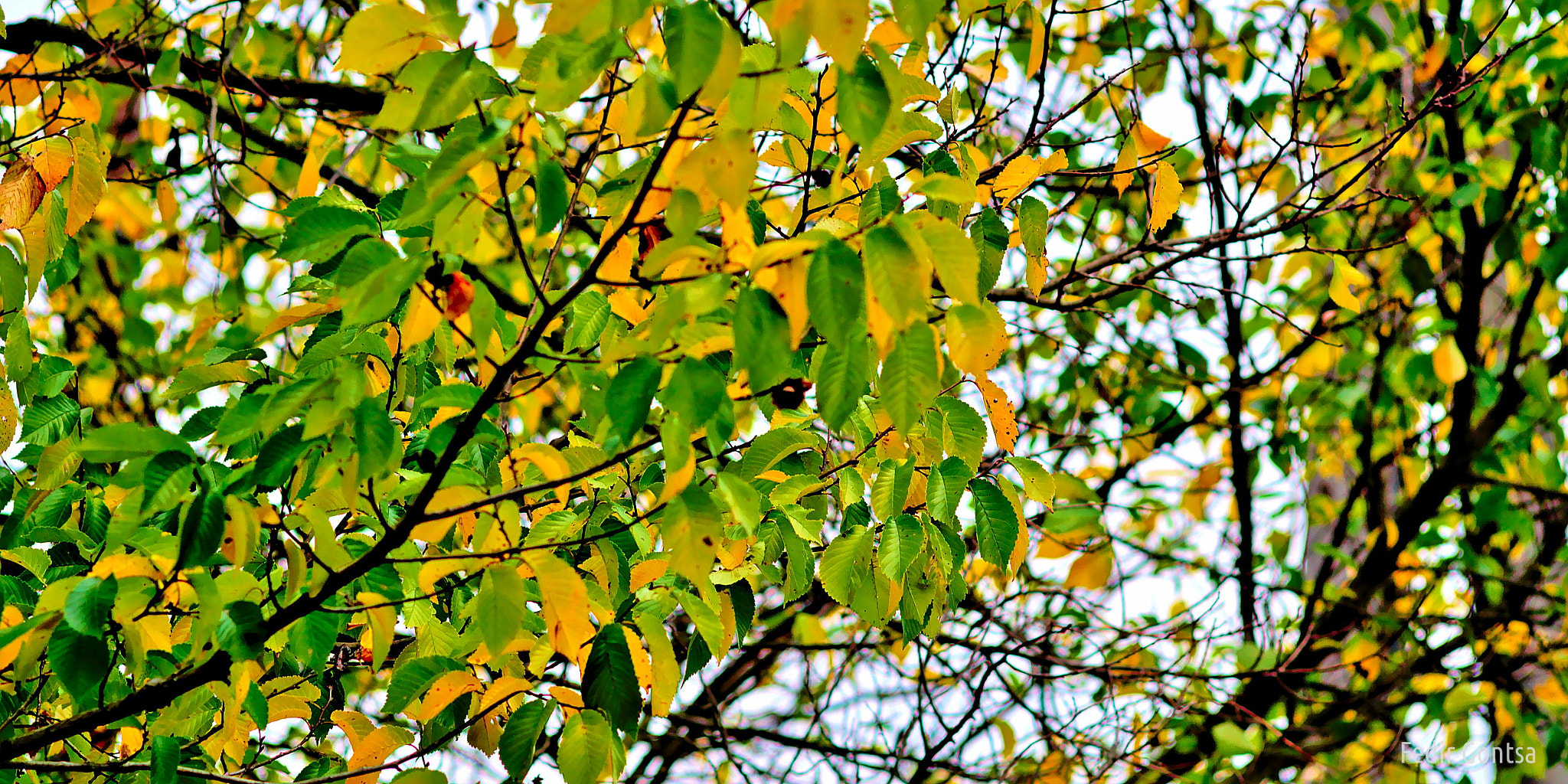 Manual Lens No CPU sample photo. Beginning photography