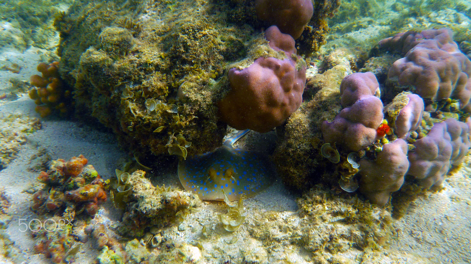 Panasonic DMC-FT3 sample photo. Blue-spotted stingray under coral photography