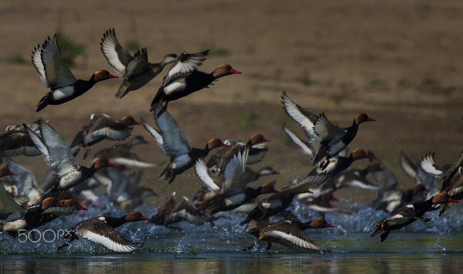 Nikon D7000 + Nikon AF-S Nikkor 500mm F4G ED VR sample photo. Common pochard photography