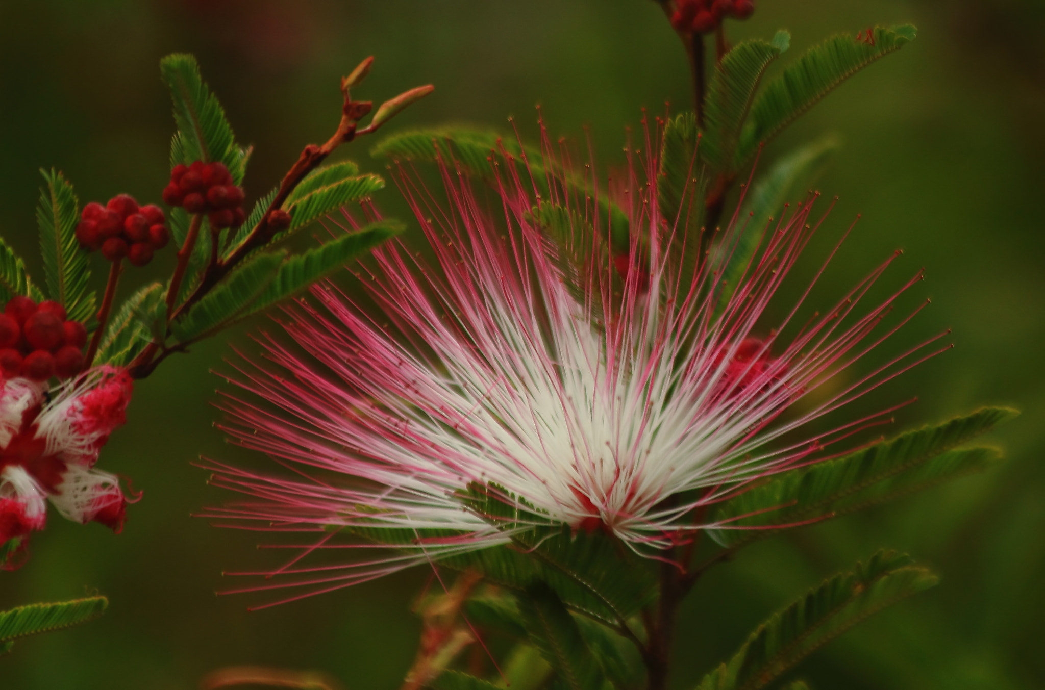 Canon EF 70-300mm F4-5.6 IS USM sample photo. Springtime photography