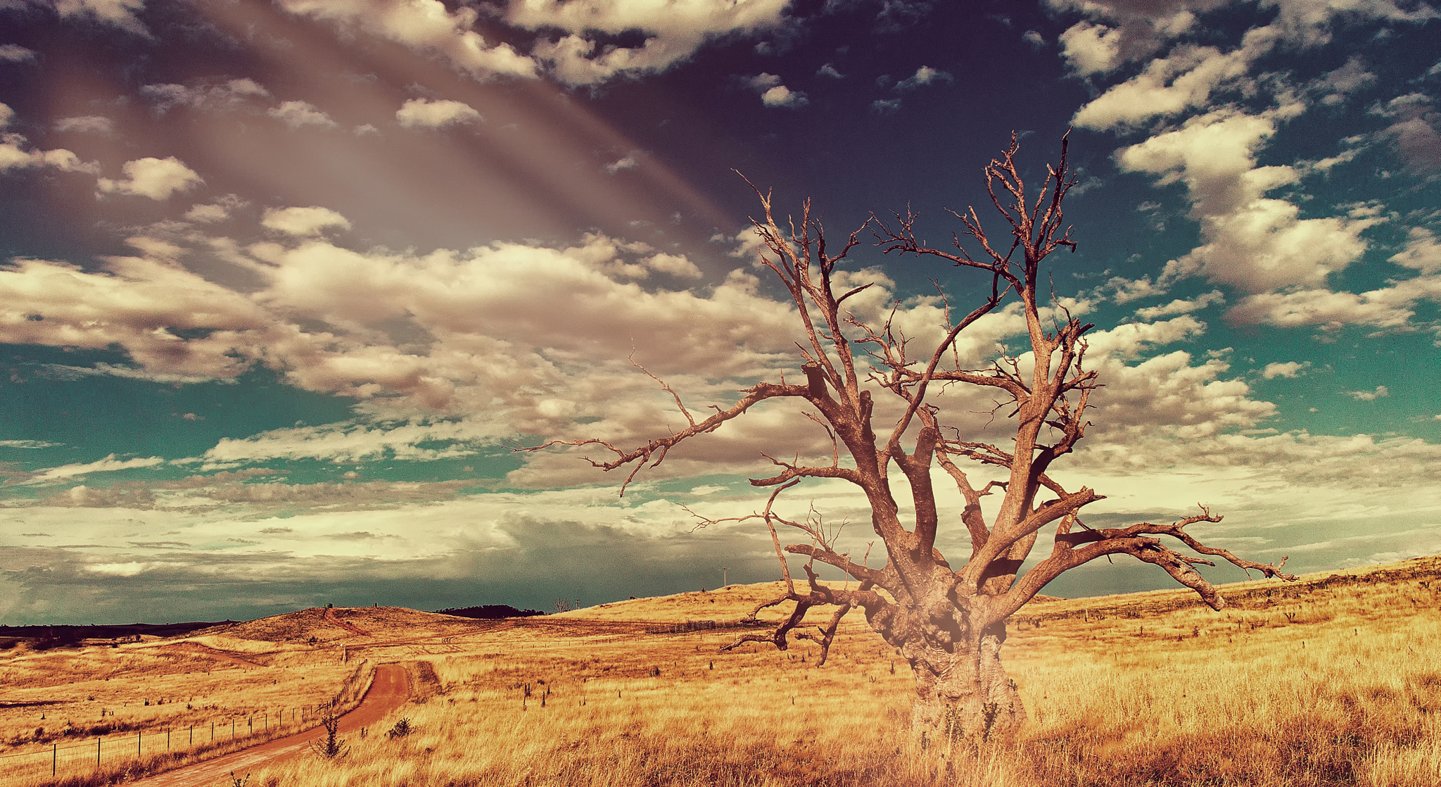 ZEISS Touit 12mm F2.8 sample photo. Wild tree photography