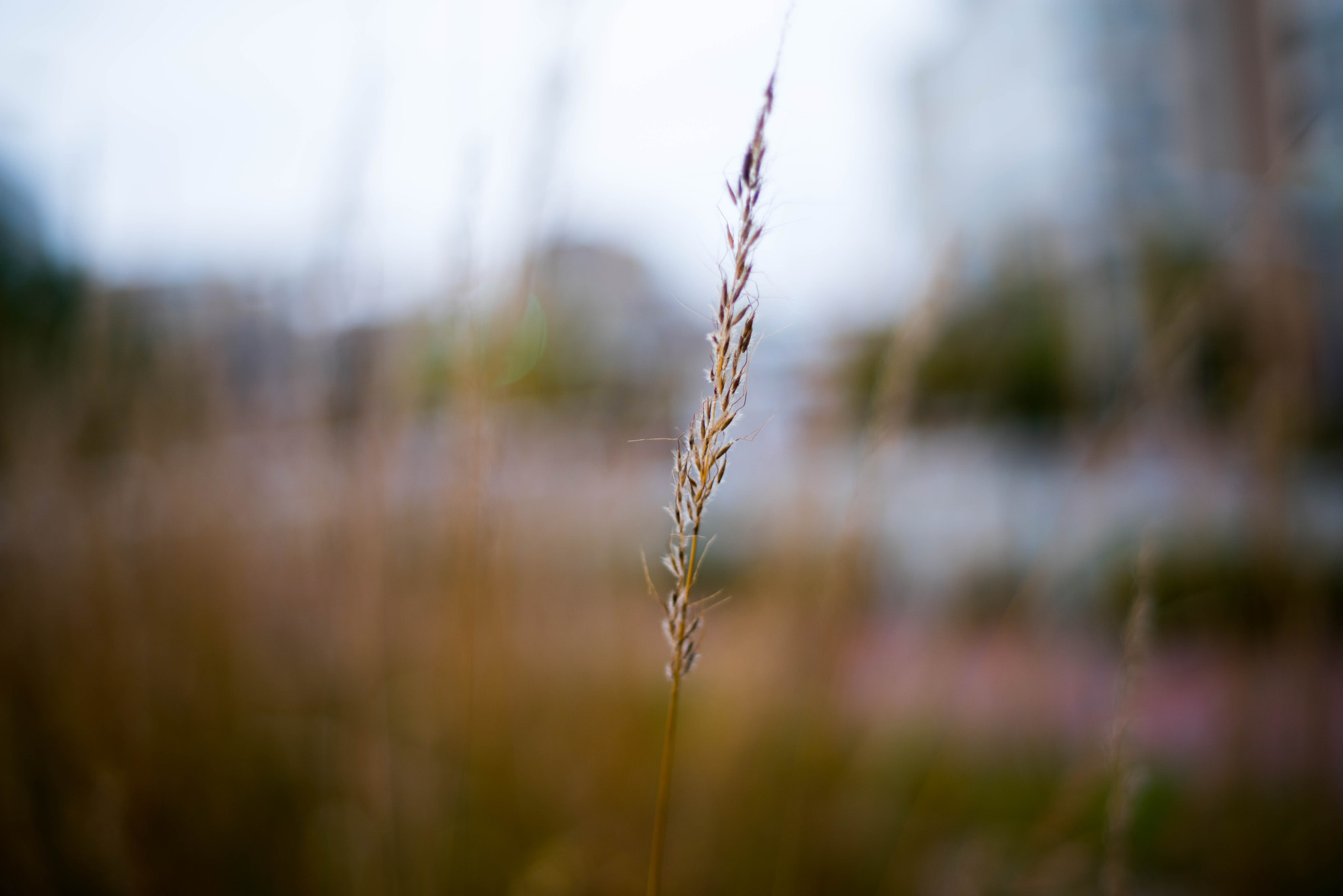 smc PENTAX-F 50mm F1.7 sample photo. Pentax photography