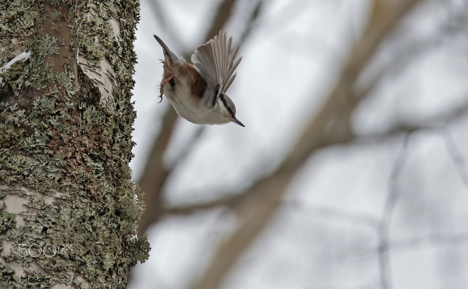 Nikon D600 sample photo. Eurasian nuthatch photography