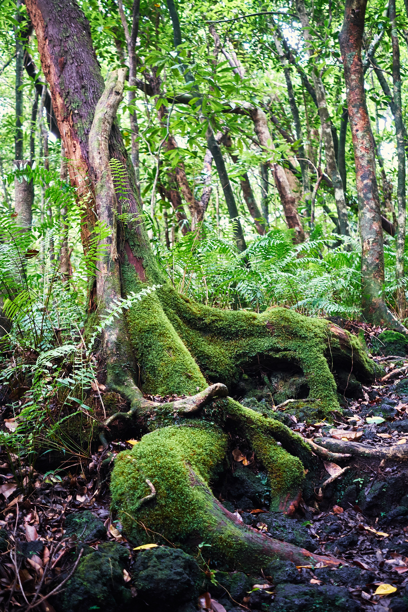 Fujifilm X-E1 + Fujifilm XF 27mm F2.8 sample photo. Moss on roots photography