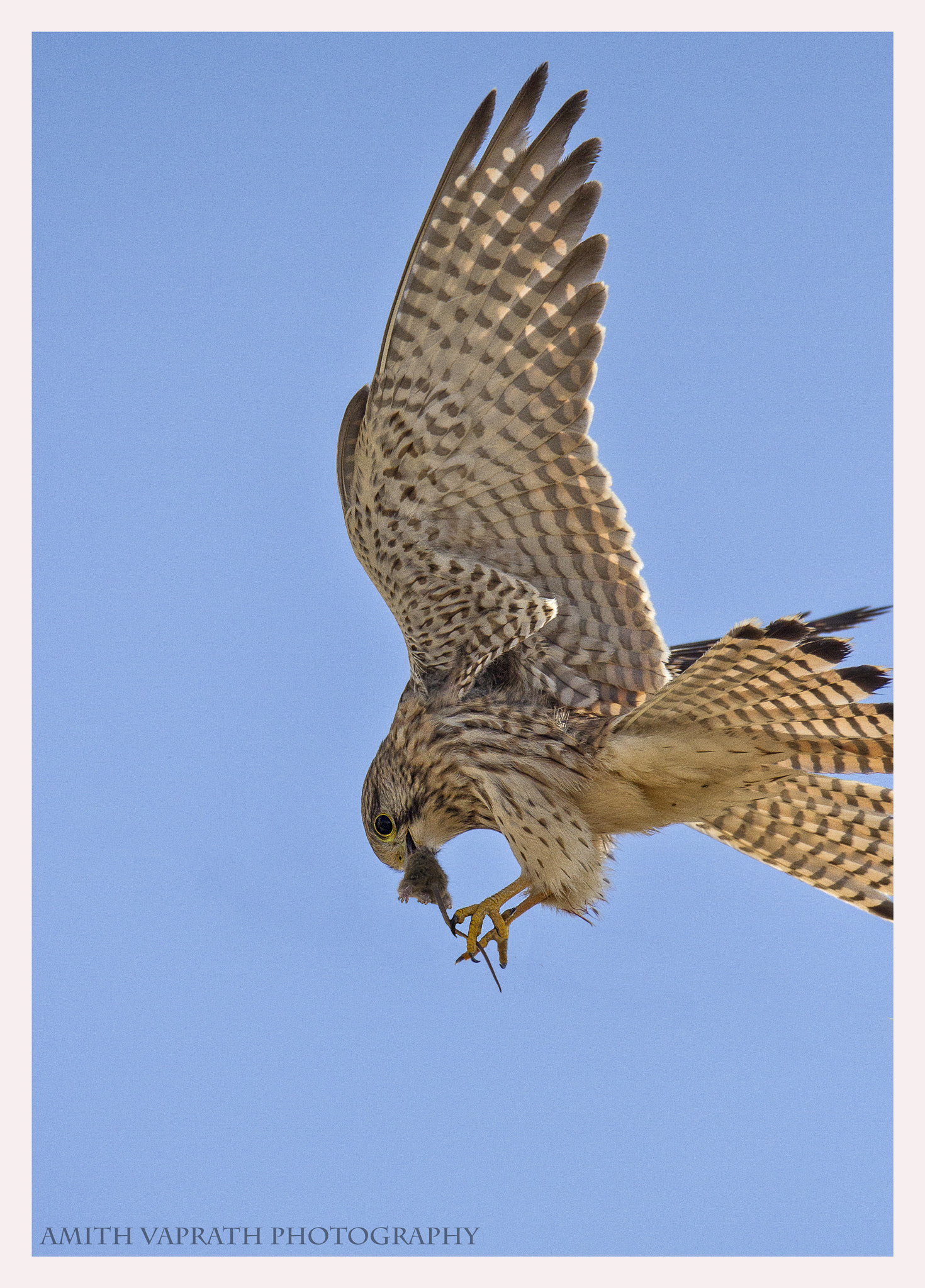 150-600mm F5-6.3 DG OS HSM | Sports 014 sample photo
