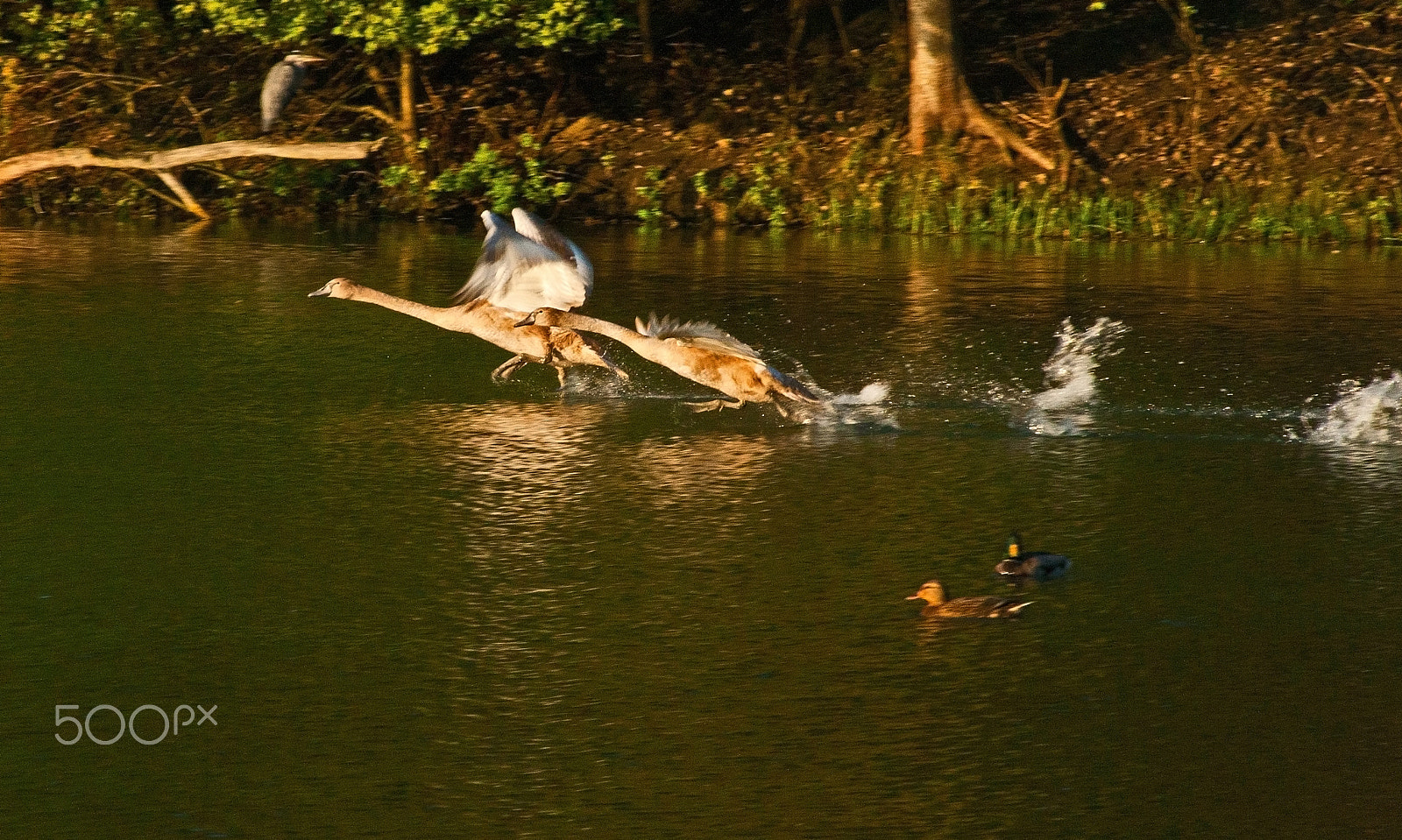 Canon EF 75-300mm f/4-5.6 USM sample photo. Head to head take off photography