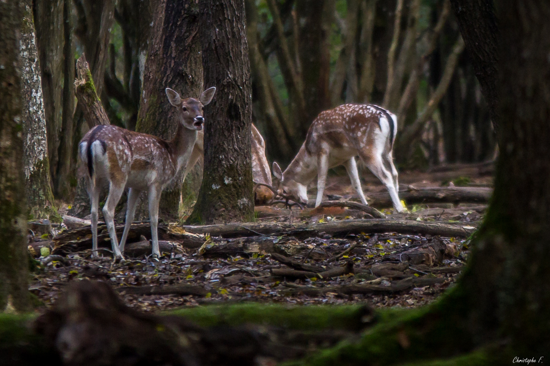 Canon EOS 60D + Sigma 70-200mm F2.8 EX DG OS HSM sample photo. Spotted ! photography