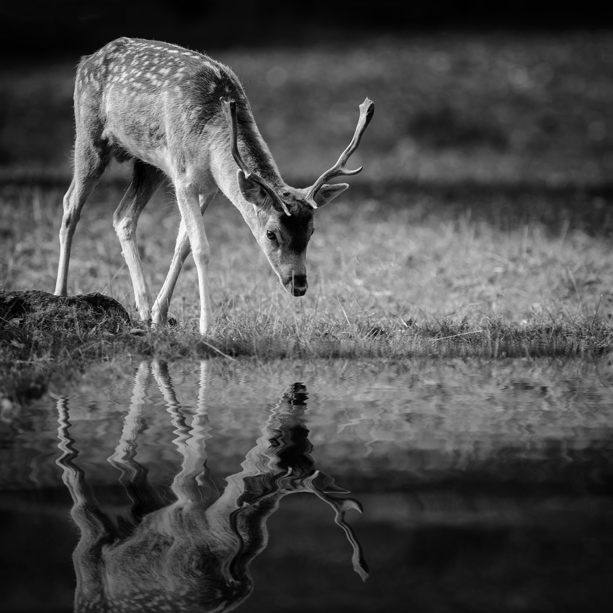 Canon EF 300mm F2.8L IS USM sample photo. A fallow deer buck photography