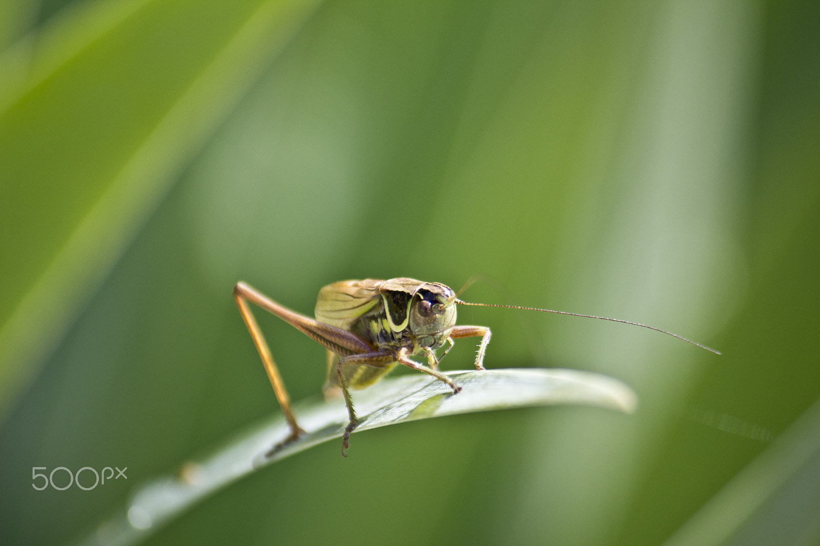 Canon EOS 600D (Rebel EOS T3i / EOS Kiss X5) + Canon EF-S 55-250mm F4-5.6 IS sample photo. Grasshopper photography