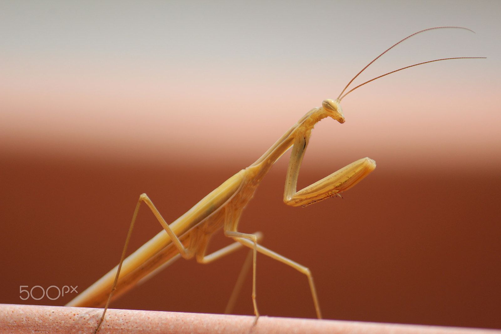 Canon EF-S 55-250mm F4-5.6 IS sample photo. Mantis photography