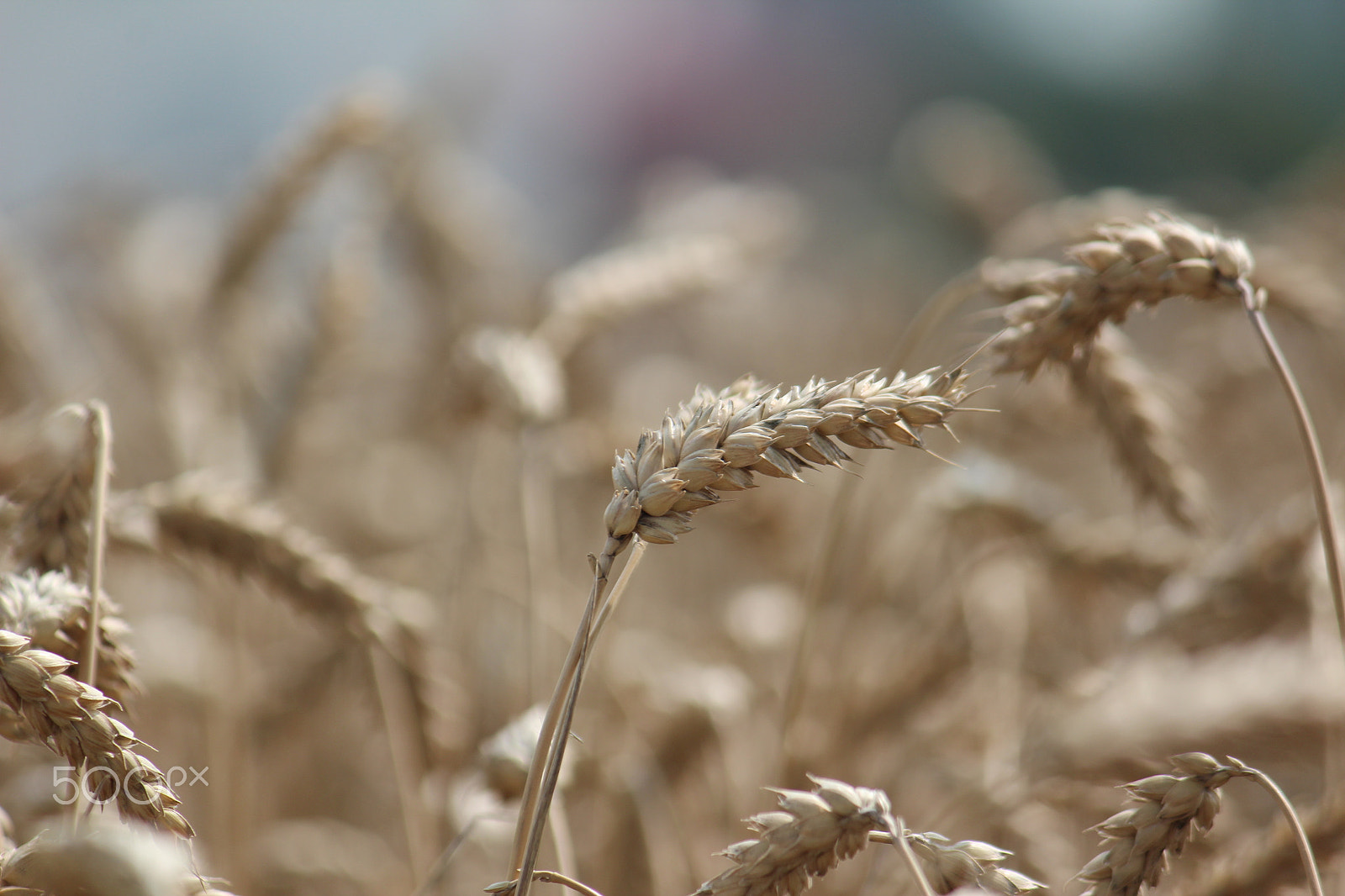 Canon EF-S 55-250mm F4-5.6 IS sample photo. Wheat photography