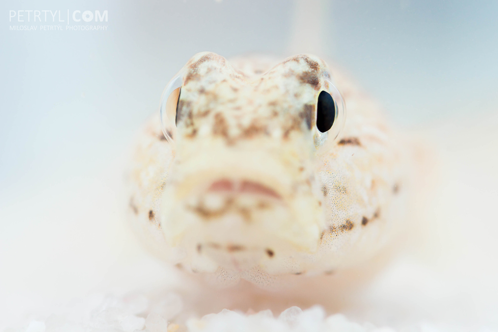 Canon EF-S 60mm F2.8 Macro USM sample photo. Close up of blenny photography