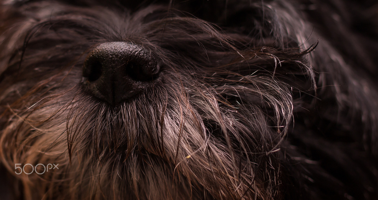 Canon EF 35mm F2 IS USM sample photo. Nosy dog photography