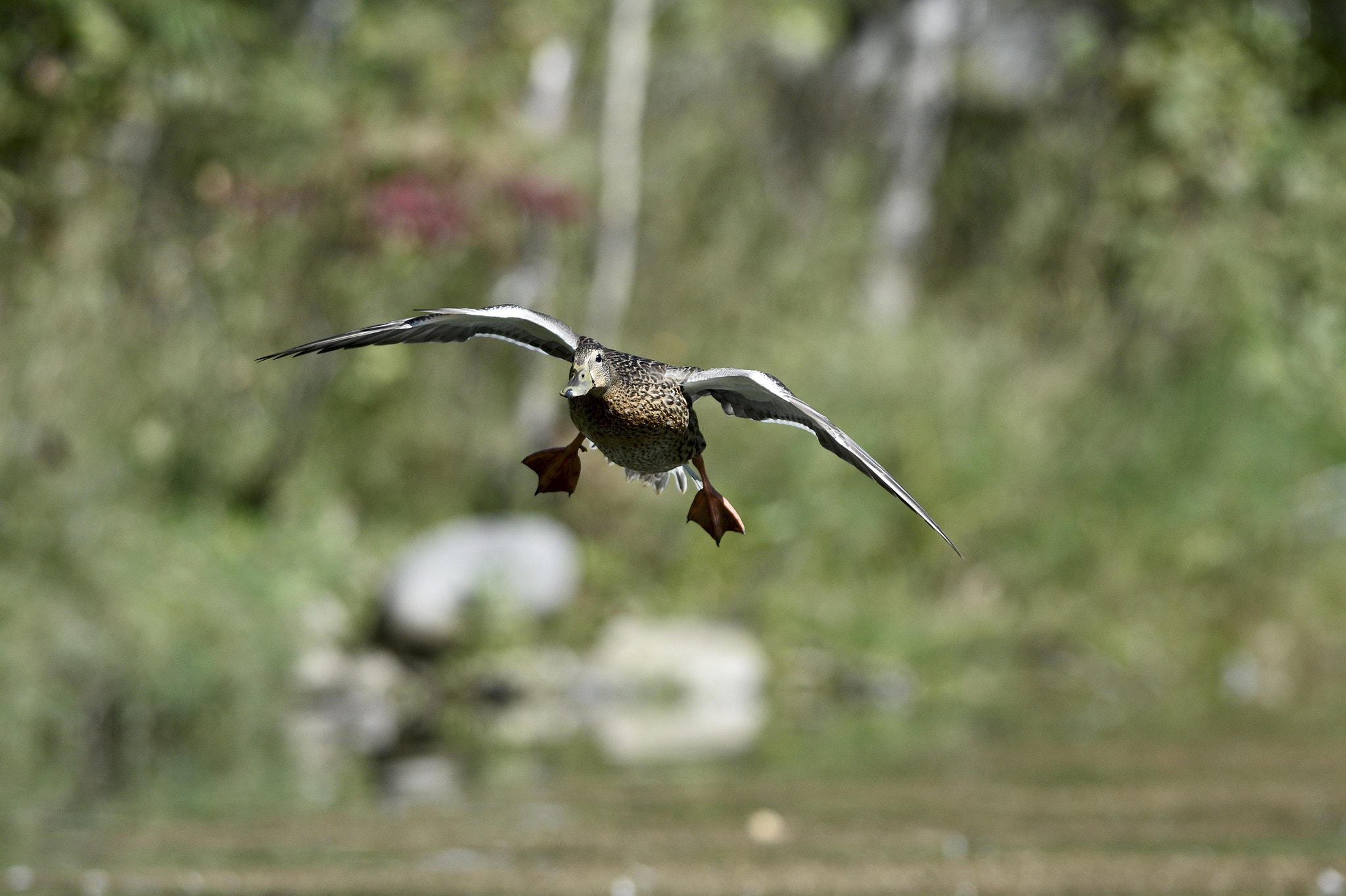 Nikon AF-S Nikkor 300mm F2.8G ED-IF VR sample photo. Duck in flight photography