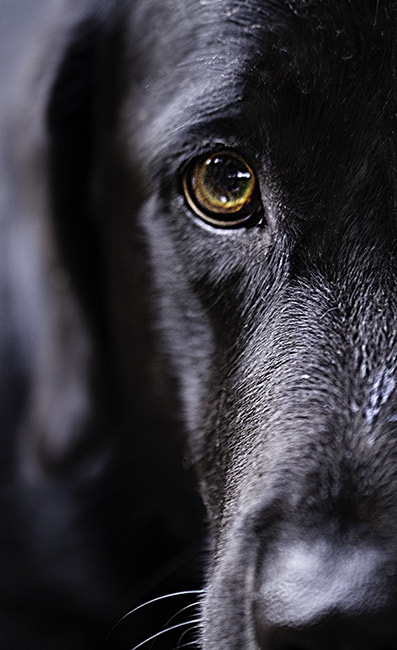 Canon EF 180mm F3.5L Macro USM sample photo. Diva photography