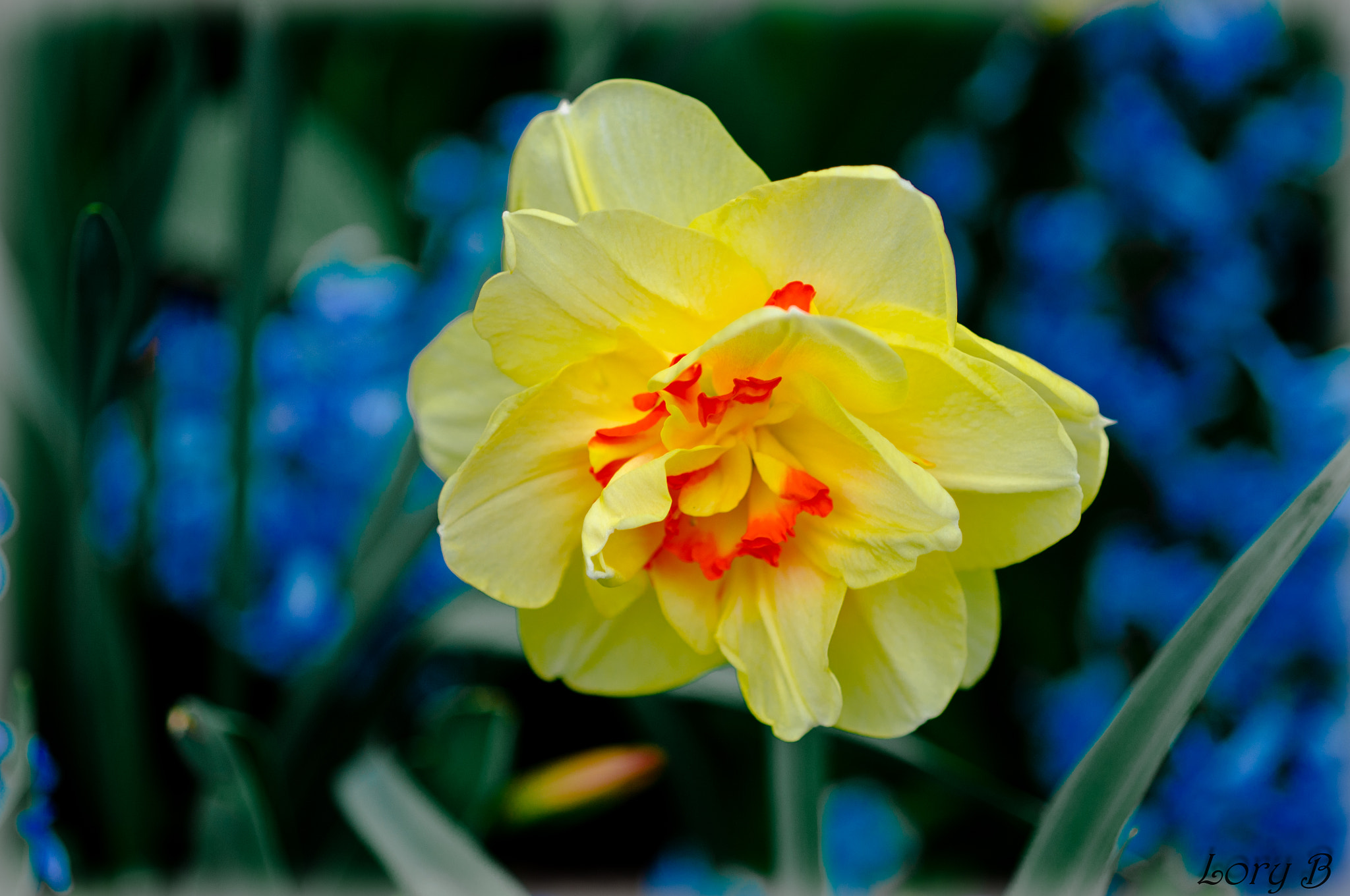 A Series Lens sample photo. Narcissus photography