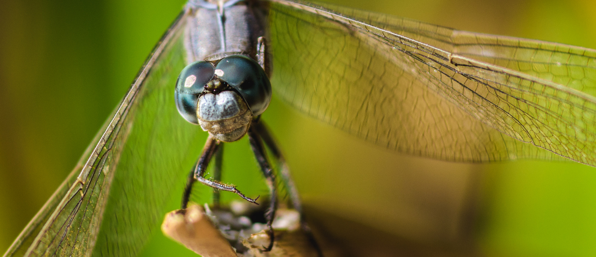 Cosina AF 100mm F3.5 Macro sample photo. Good day to you photography