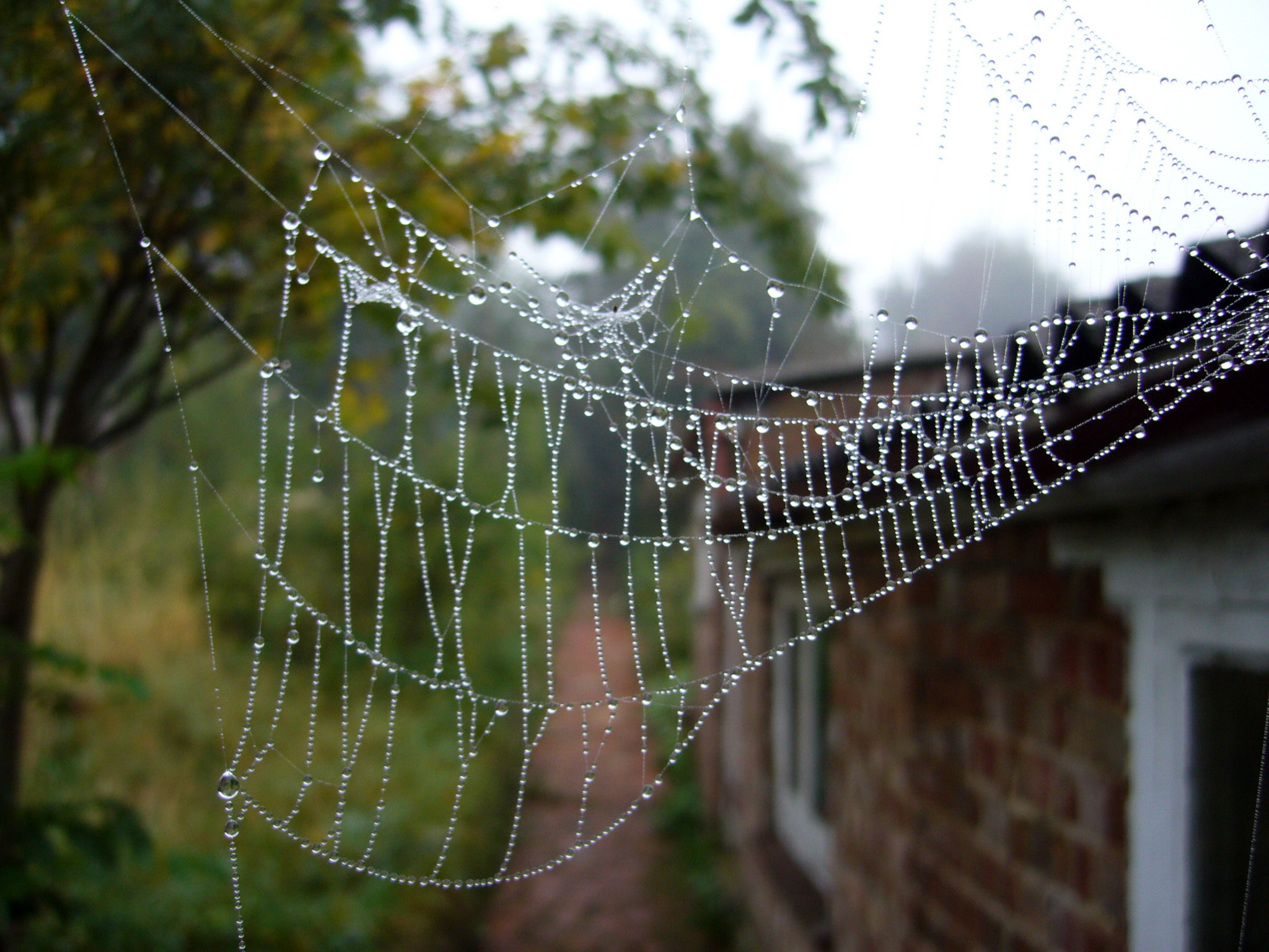 Panasonic DMC-FX9 sample photo. Spiders come out in the autumn photography