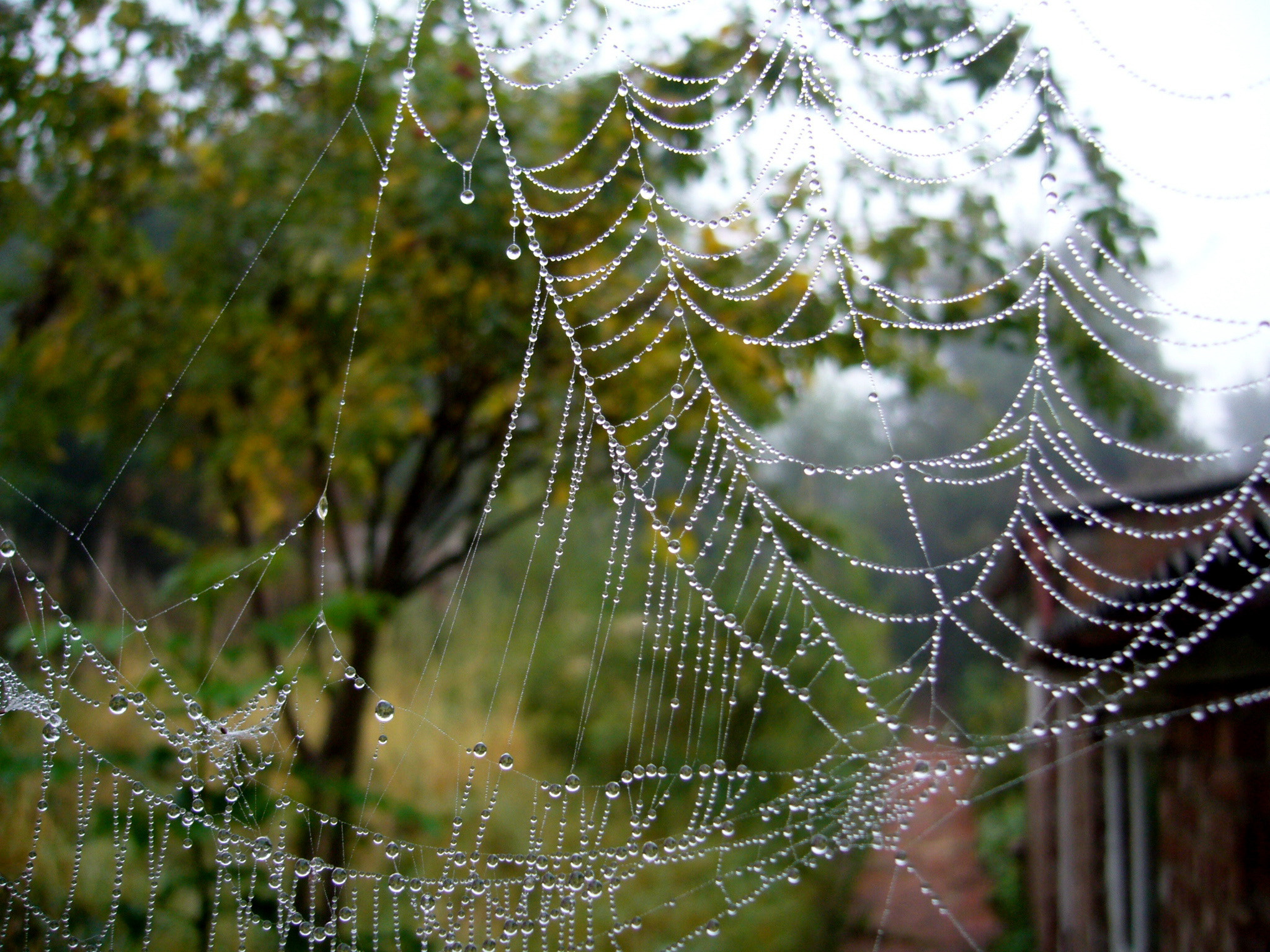 Panasonic DMC-FX9 sample photo. Spiders come out in the autumn photography