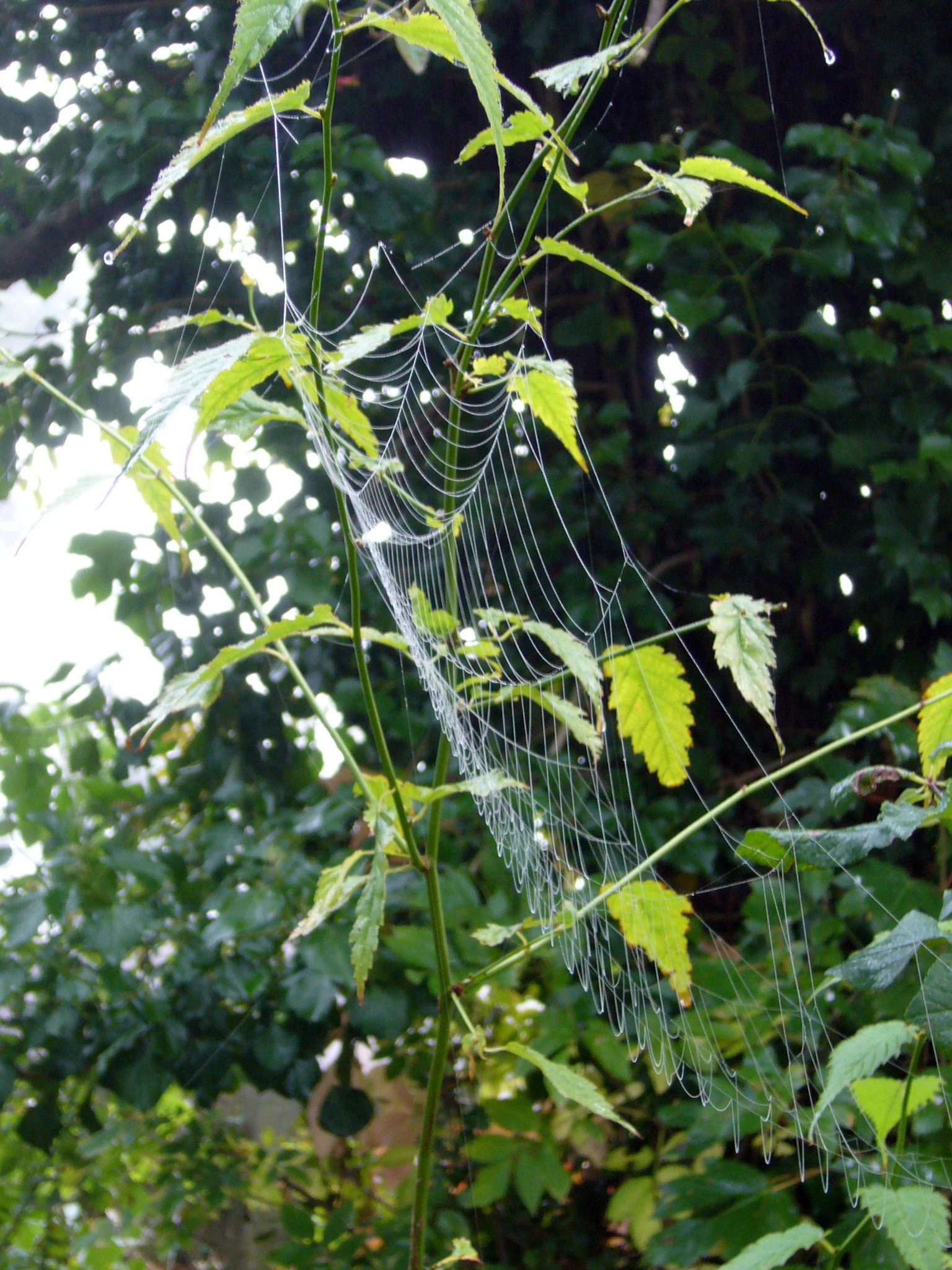 Panasonic DMC-FX9 sample photo. Spiders come out in the autumn photography