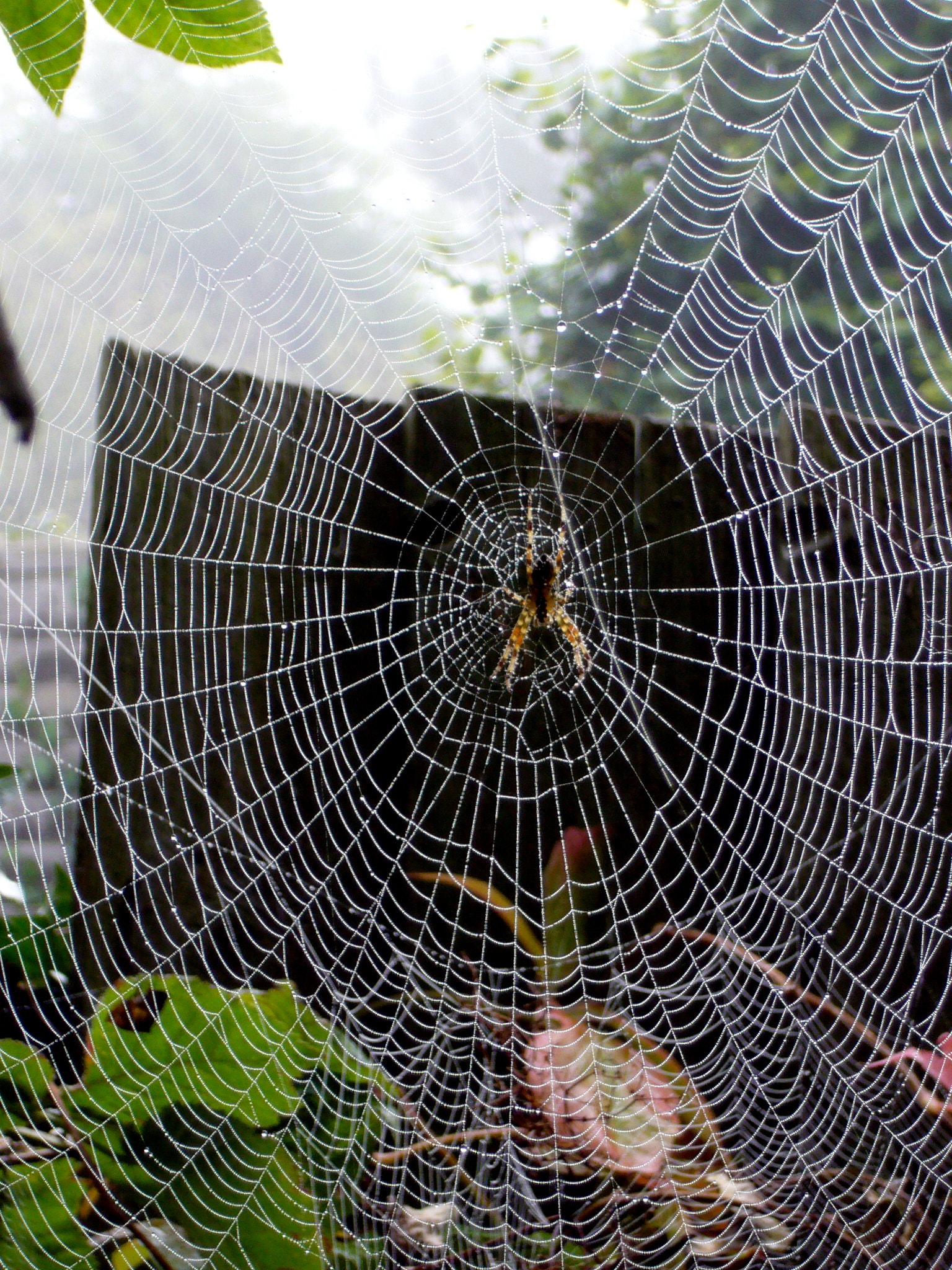 Panasonic DMC-FX9 sample photo. Spiders come out in the autumn photography