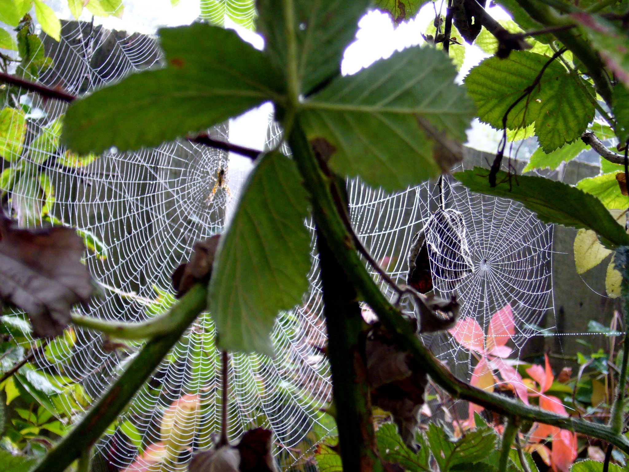 Panasonic DMC-FX9 sample photo. Spiders come out in the autumn photography