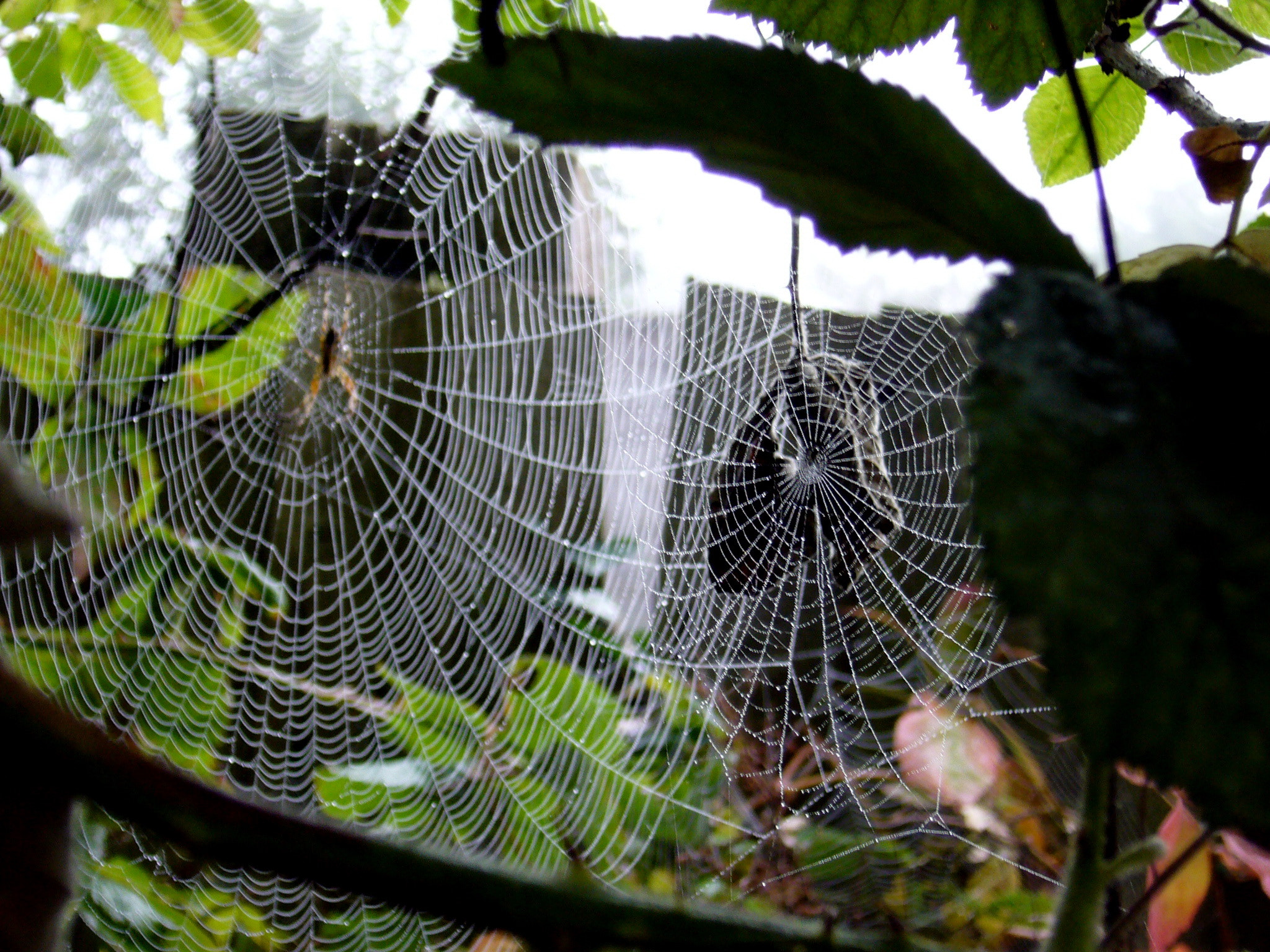 Panasonic DMC-FX9 sample photo. Spiders come out in the autumn photography