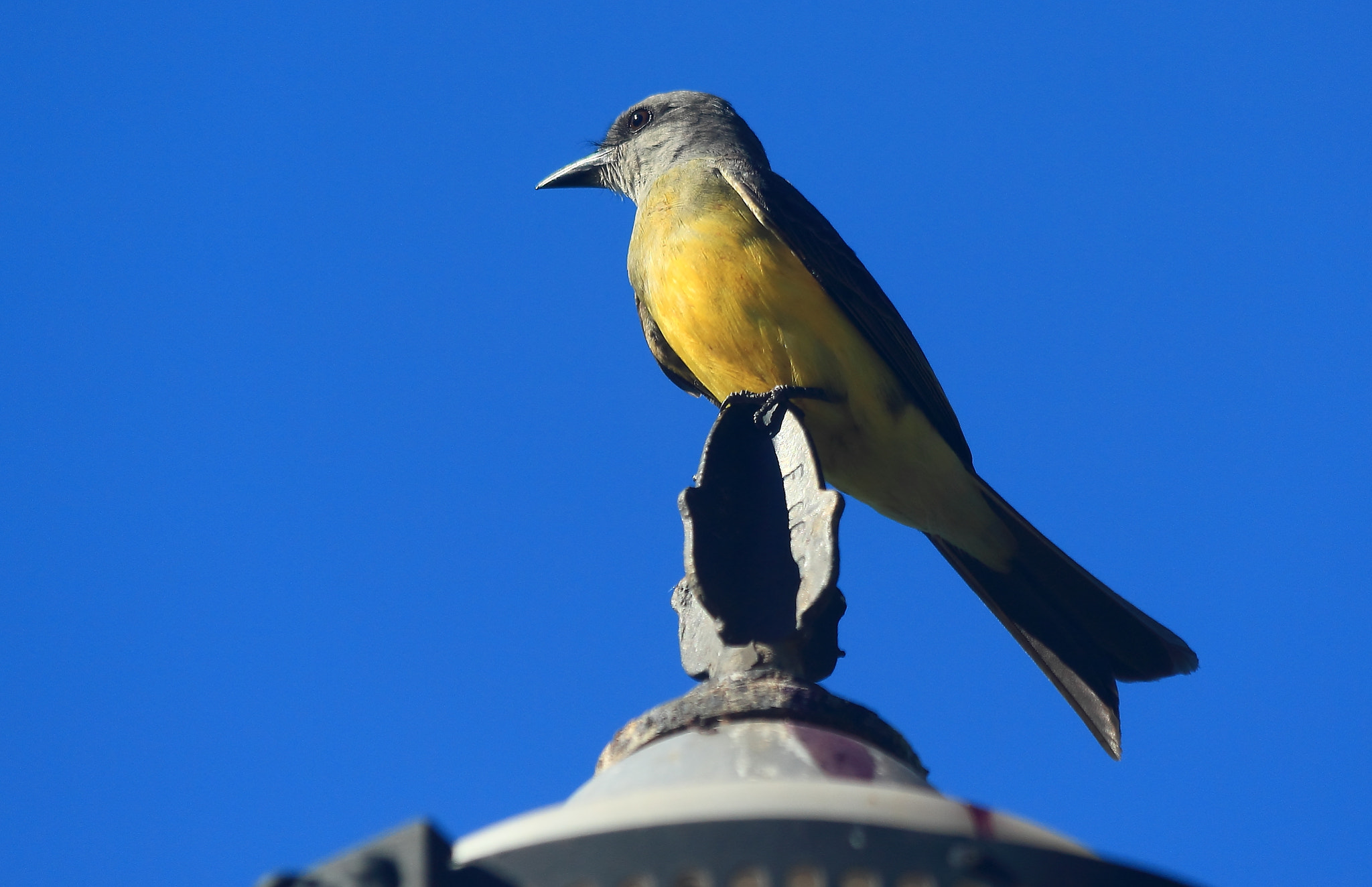 Canon EF 70-300mm F4-5.6 IS USM sample photo. At the top of the luminaire photography